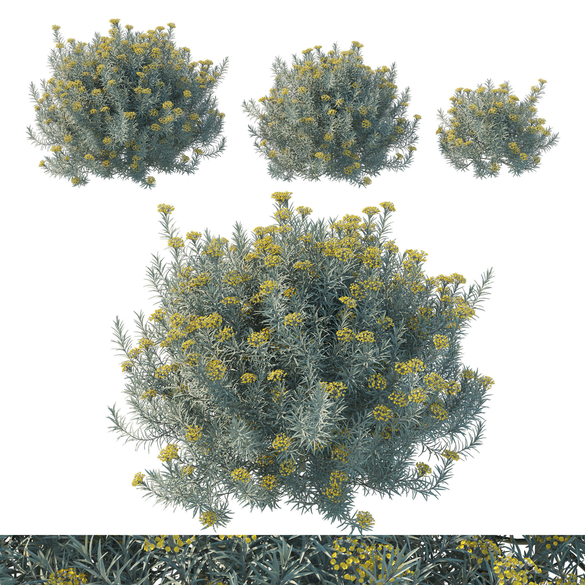 Helichrysum Italicum 01 3D model_1