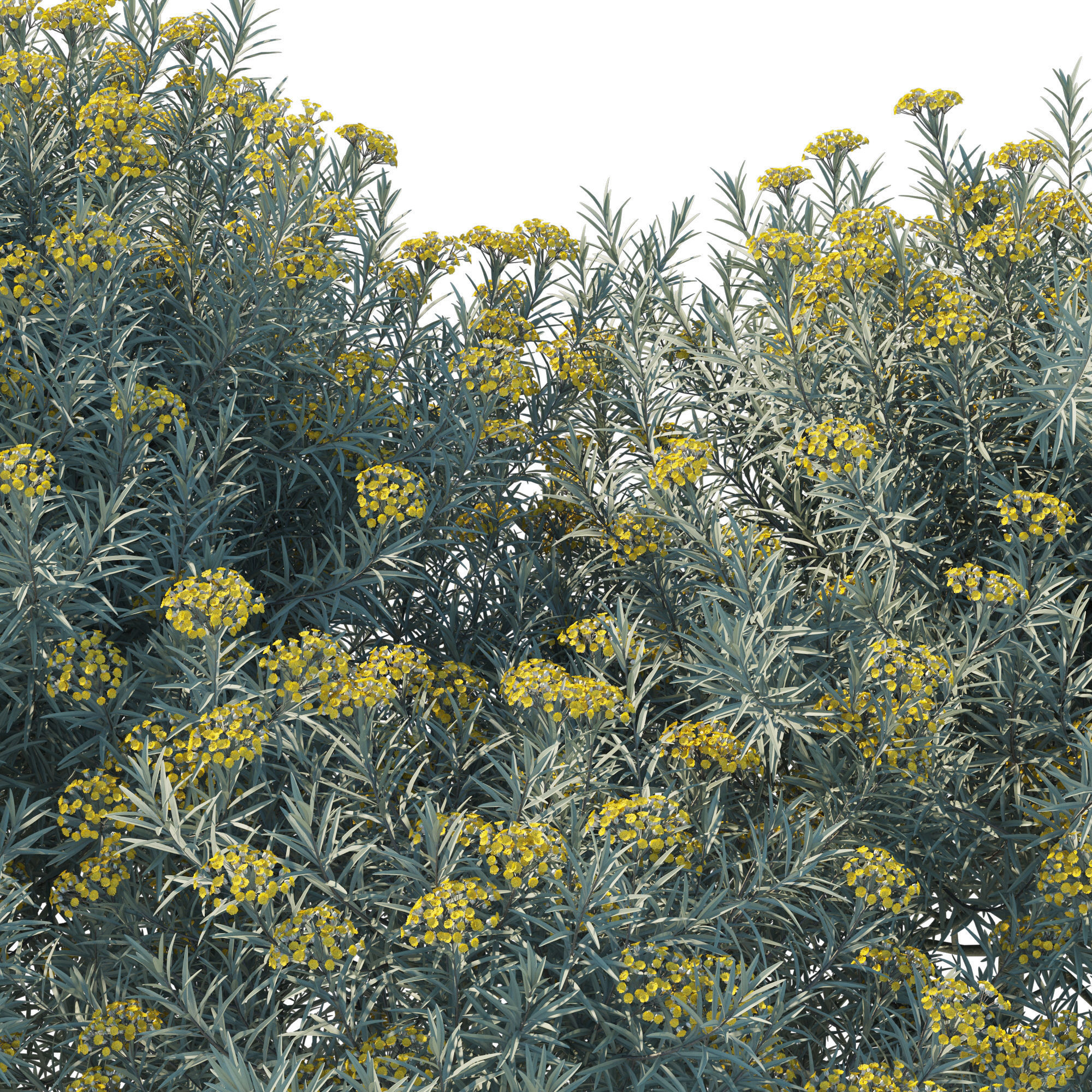 Helichrysum Italicum 01 3D model_5