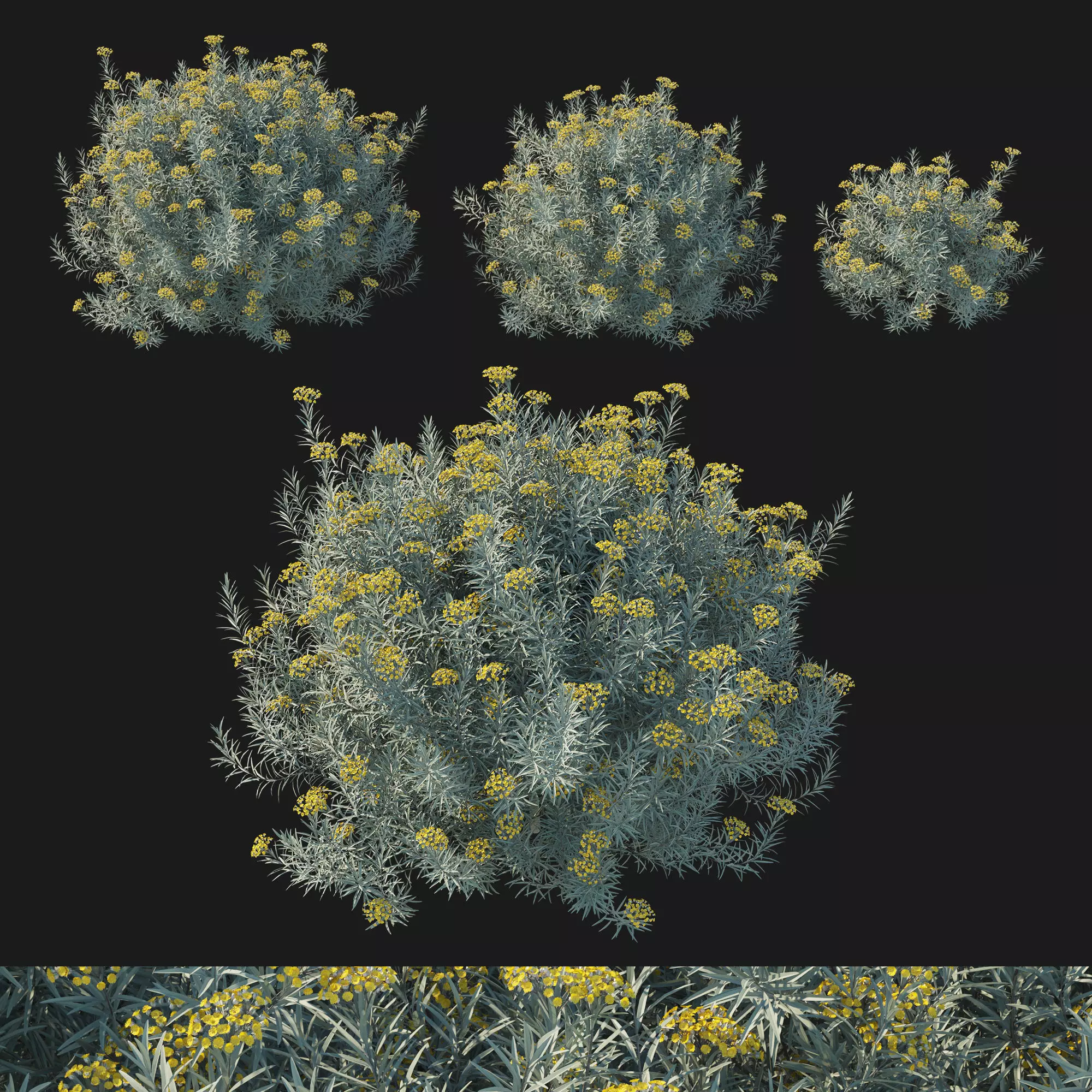 Helichrysum Italicum 01 3D model_0