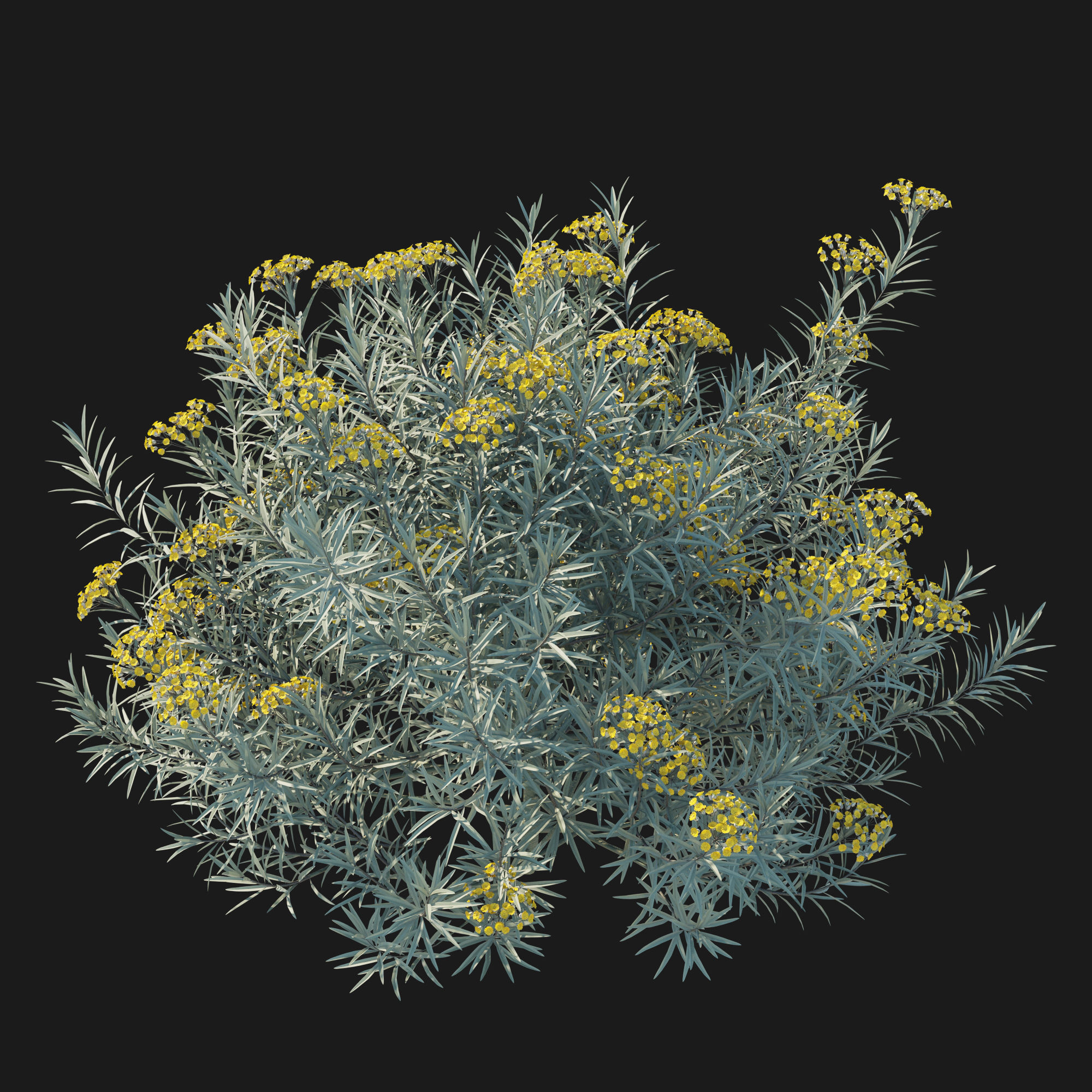 Helichrysum Italicum 01 3D model_4