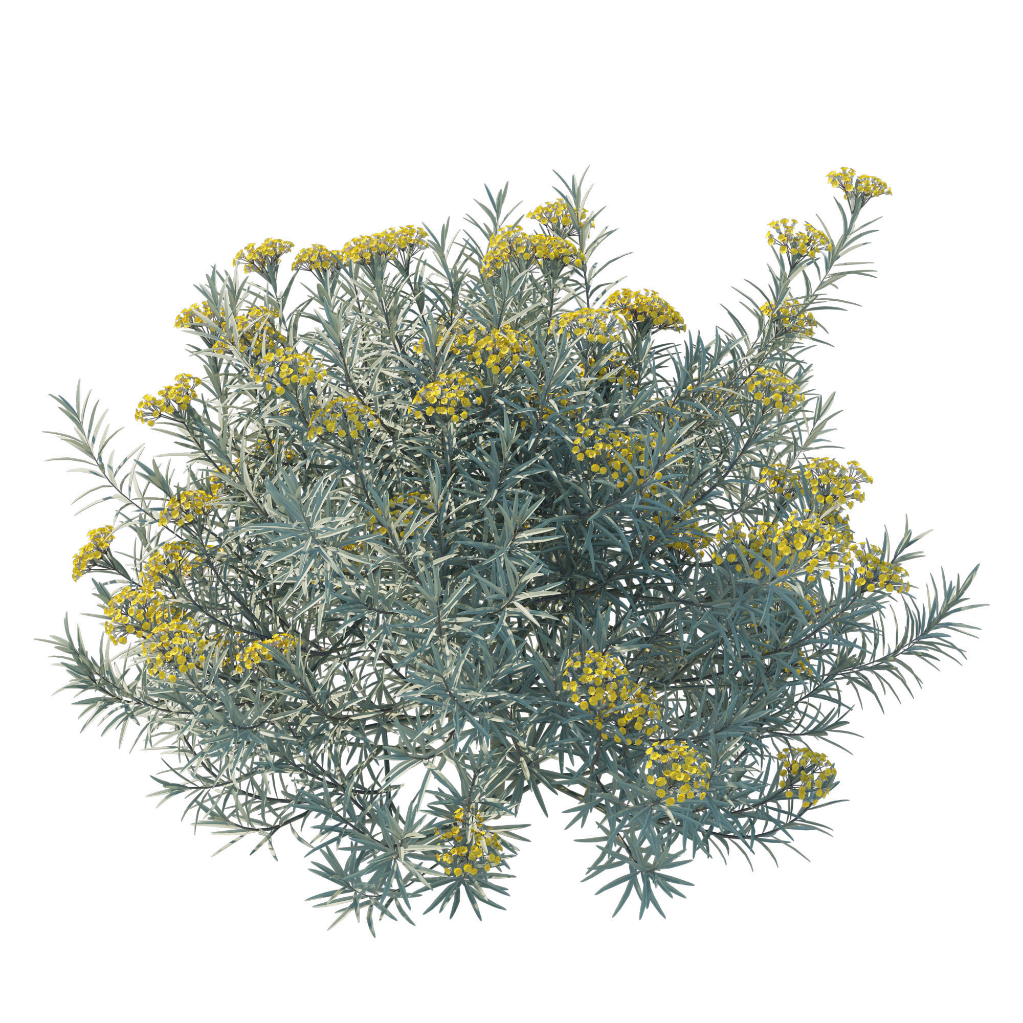 Helichrysum Italicum 01 3D model_3