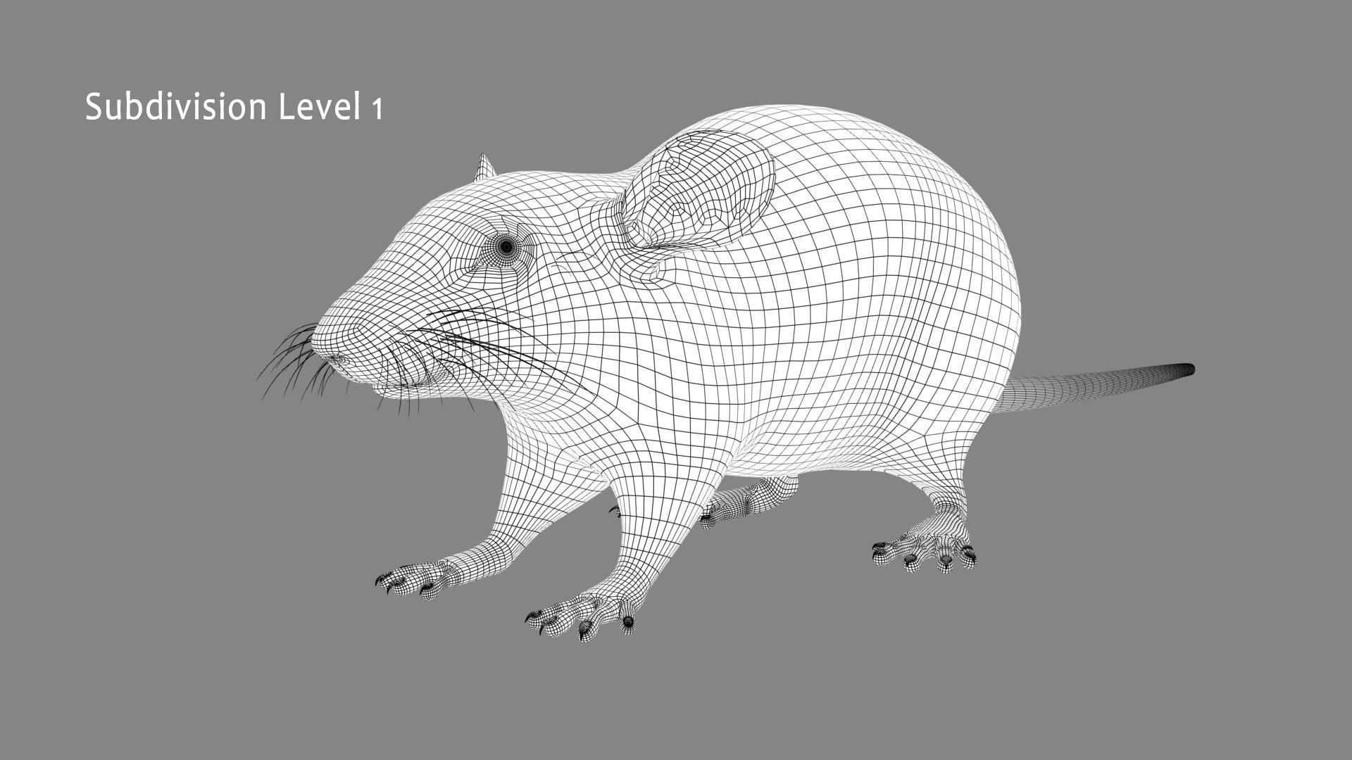 Rat - White 3D model_17