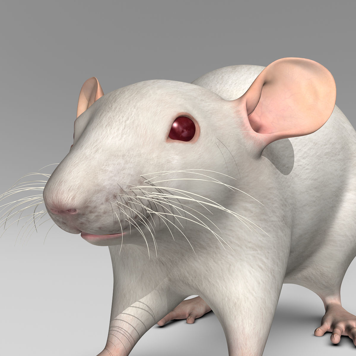 Rat - White 3D model_13