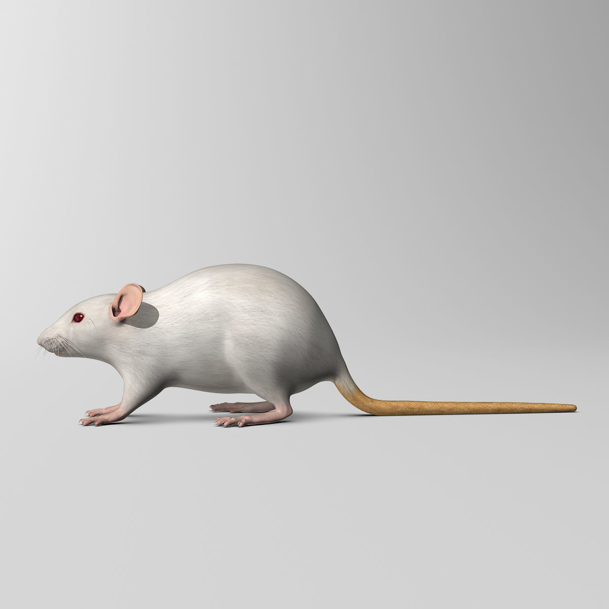 Rat - White 3D model_9