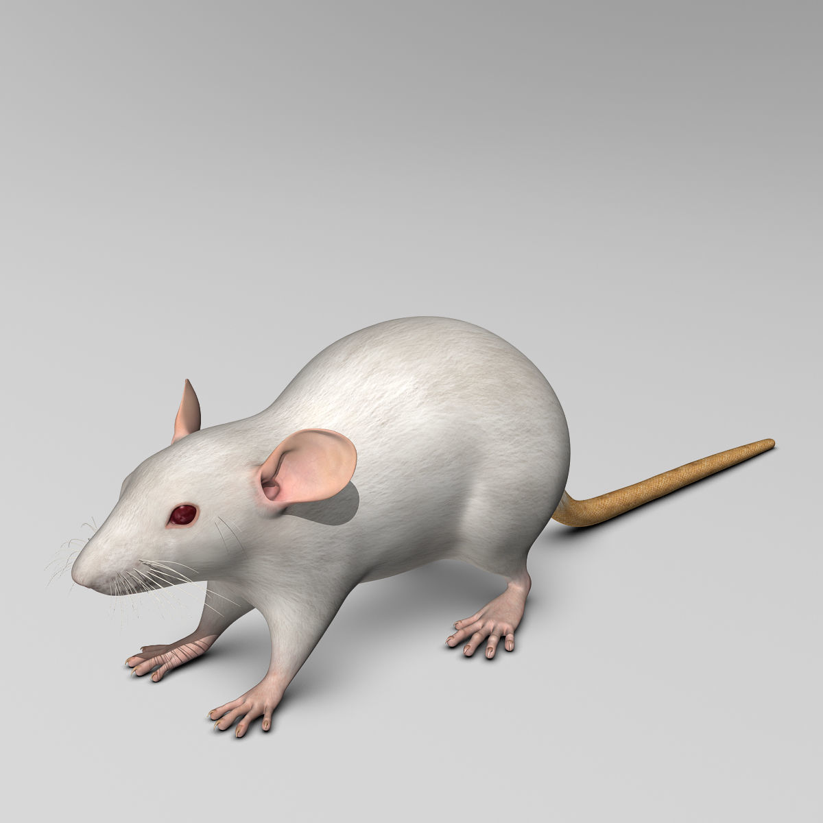 Rat - White 3D model_3