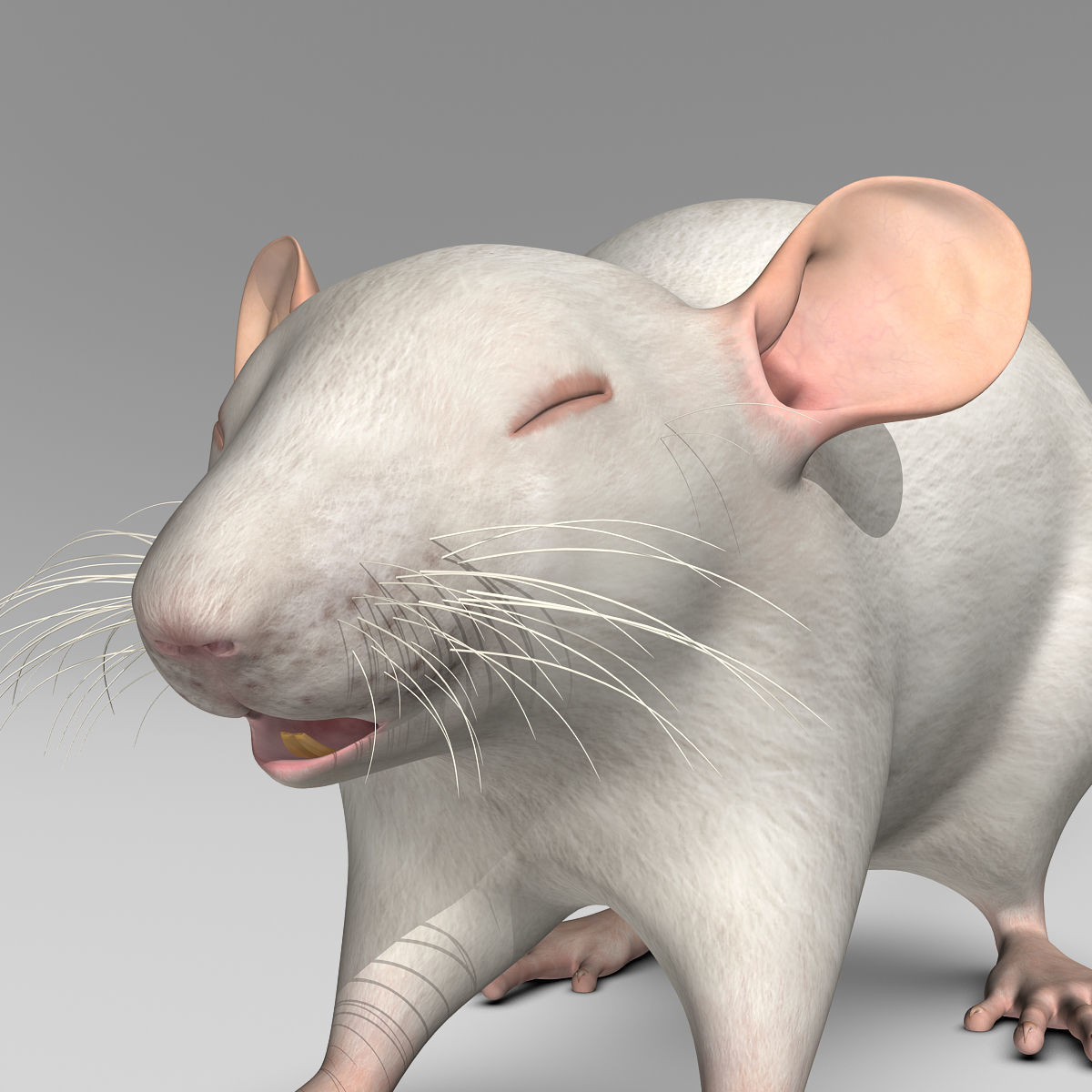 Rat - White 3D model_14