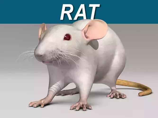 Rat - White 3D model Rat - White 3D model