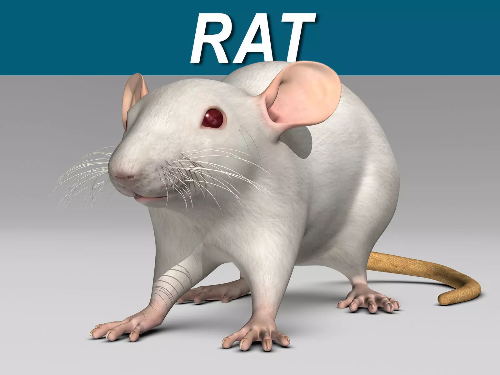 Rat - White 3D model_0