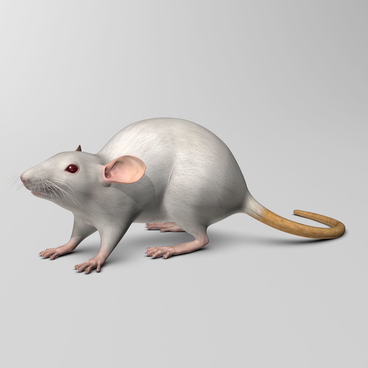 Rat - White 3D model_6