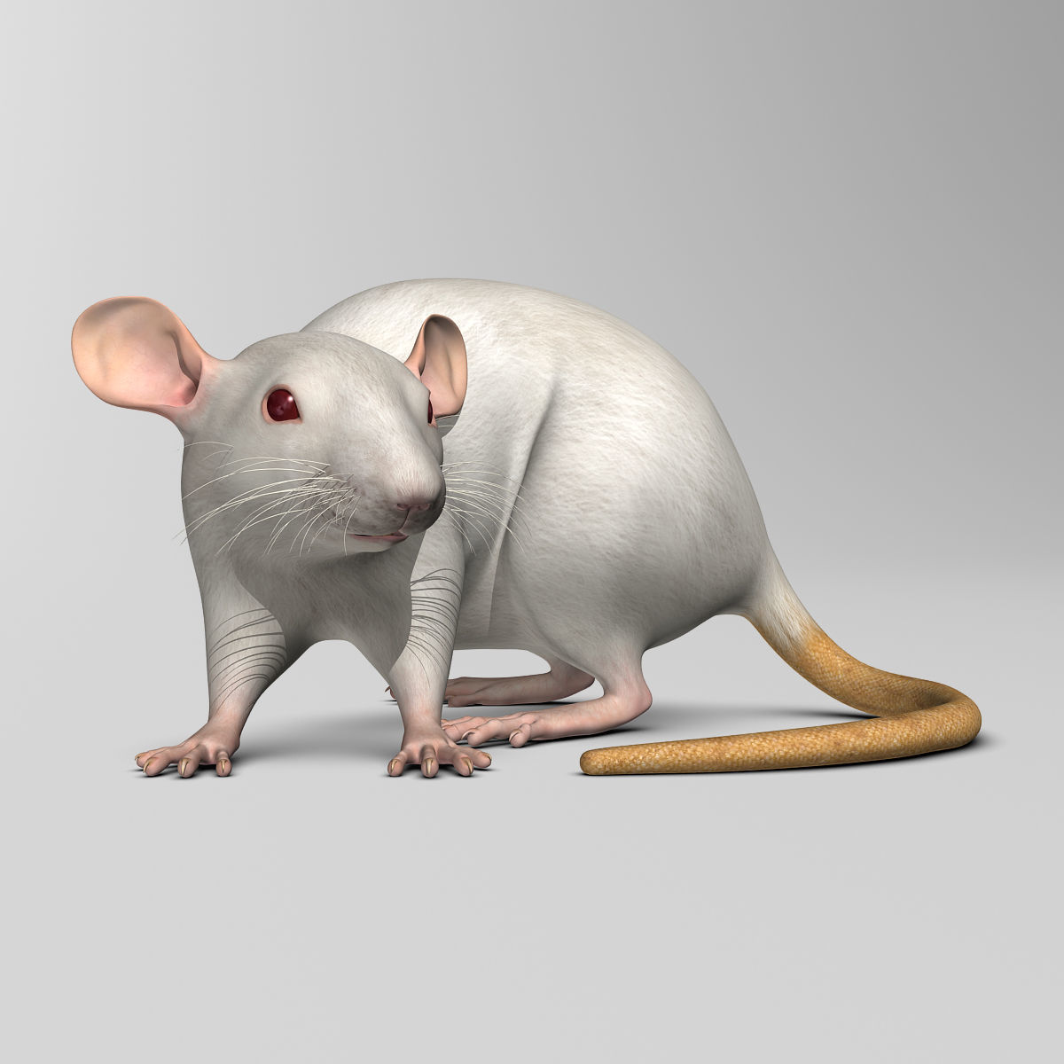 Rat - White 3D model_12