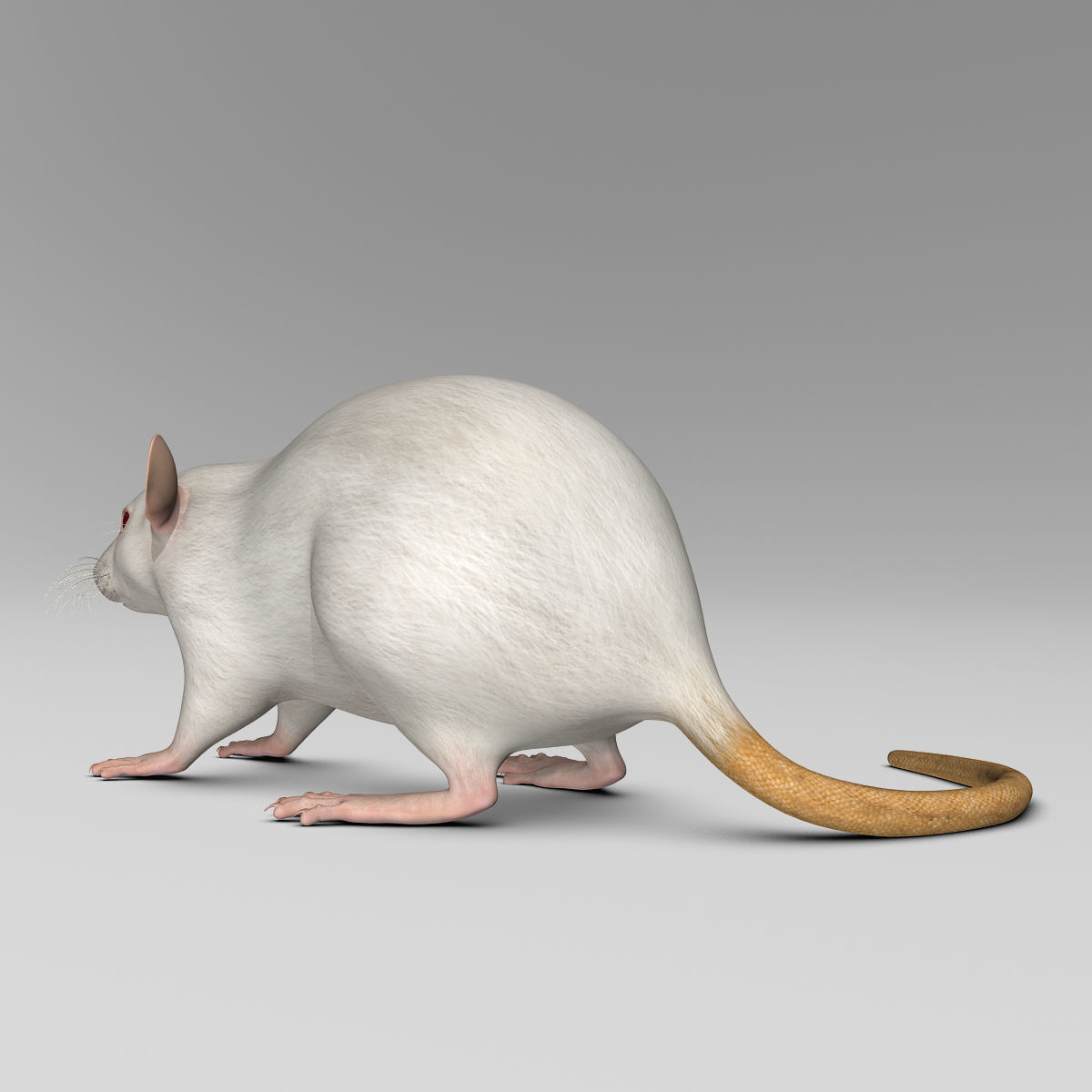 Rat - White 3D model_10