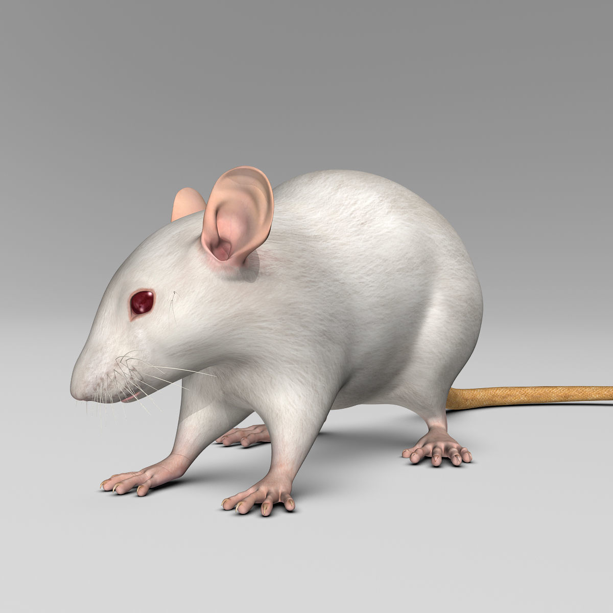 Rat - White 3D model_8