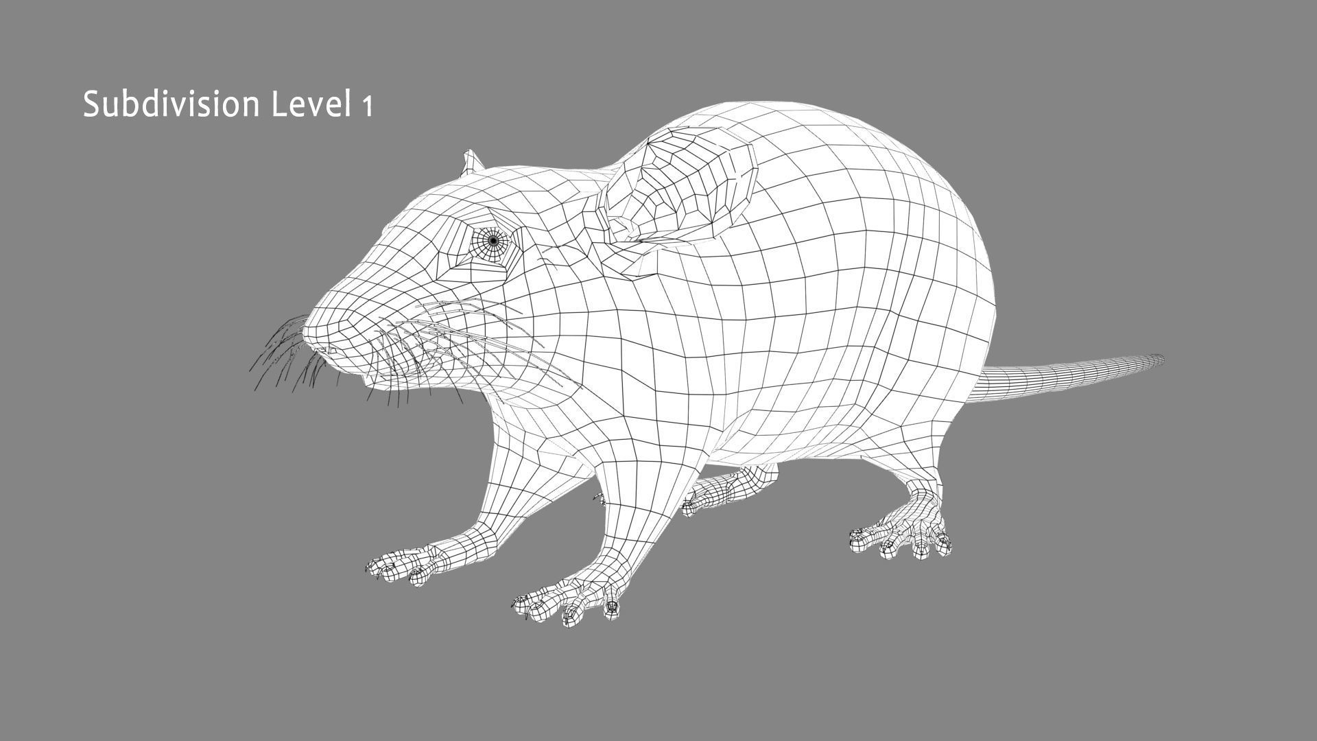 Rat - White 3D model_16