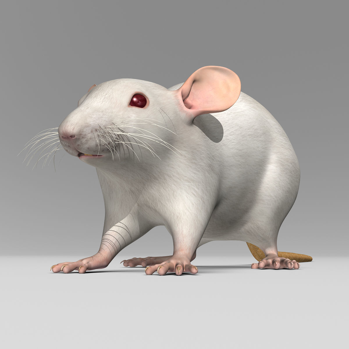 Rat - White 3D model_15