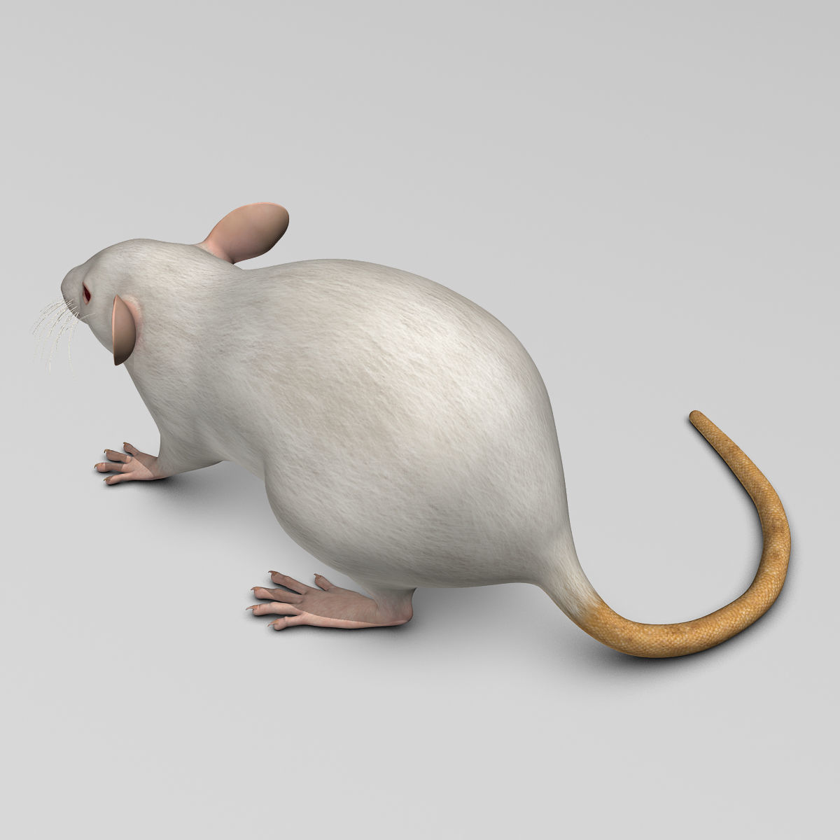 Rat - White 3D model_11