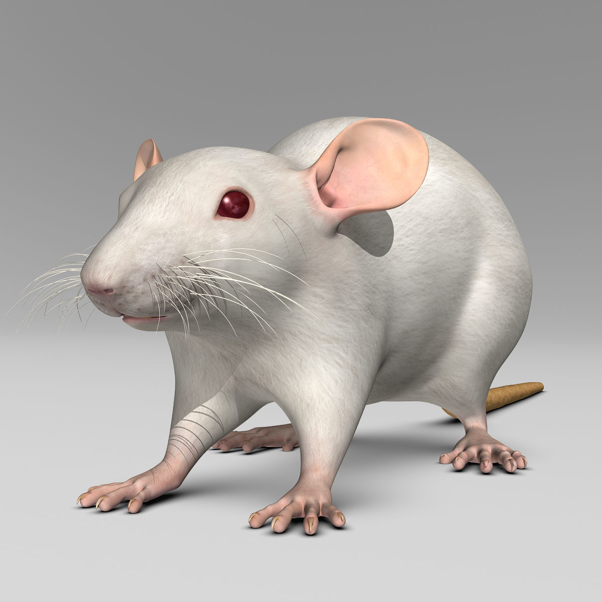 Rat - White 3D model_5