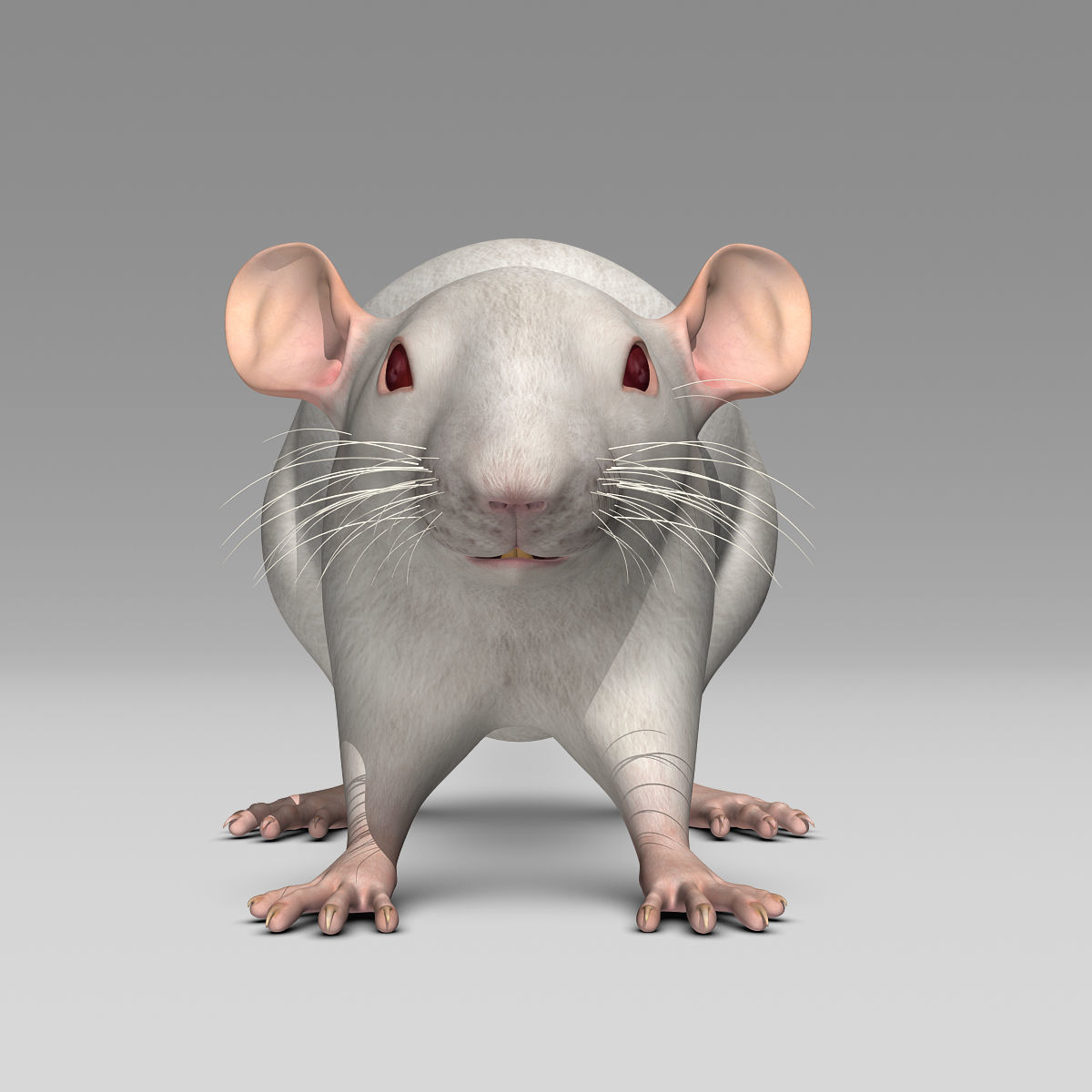 Rat - White 3D model_4