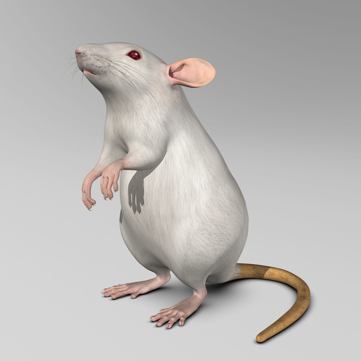 Rat - White 3D model_7