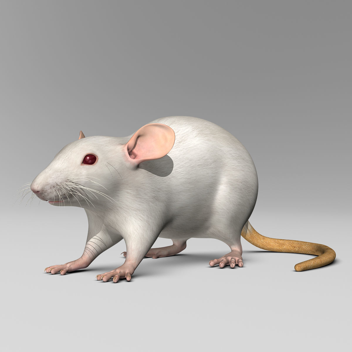 Rat - White 3D model_2