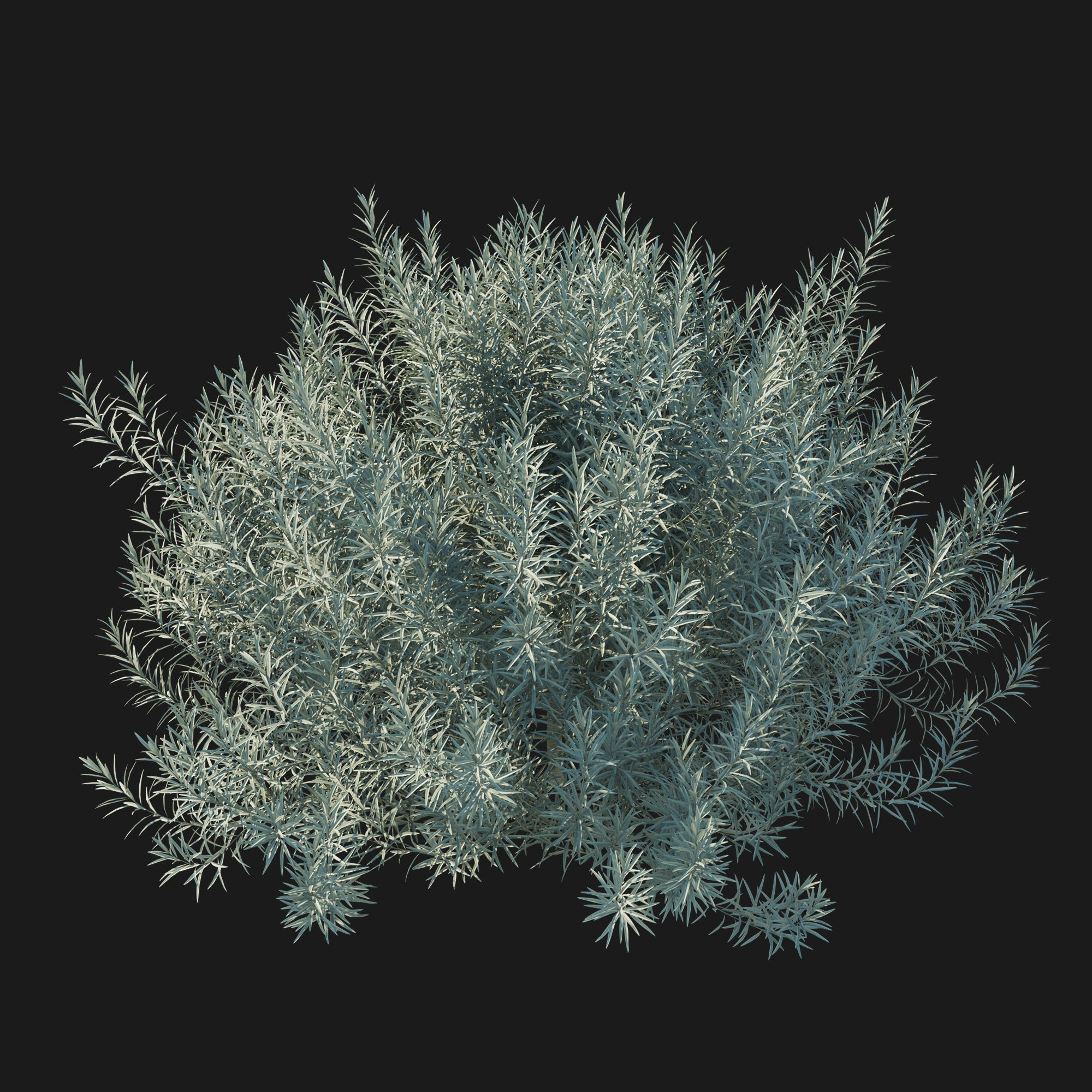 Helichrysum Italicum 02 3D model_2