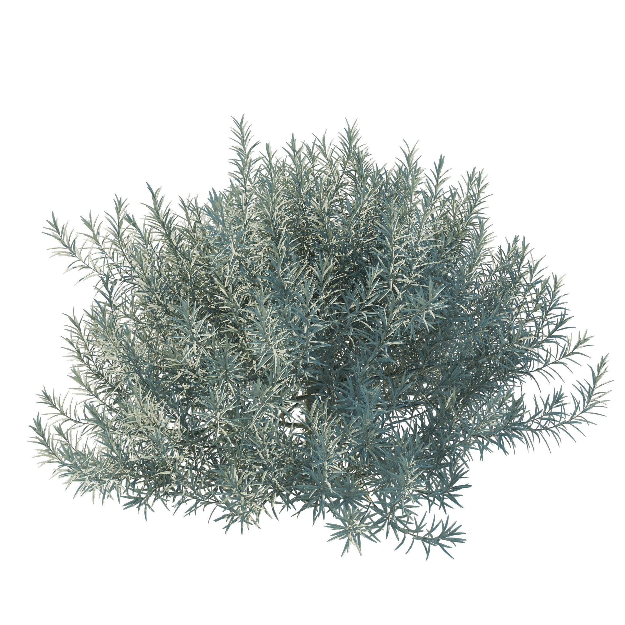 Helichrysum Italicum 02 3D model_7