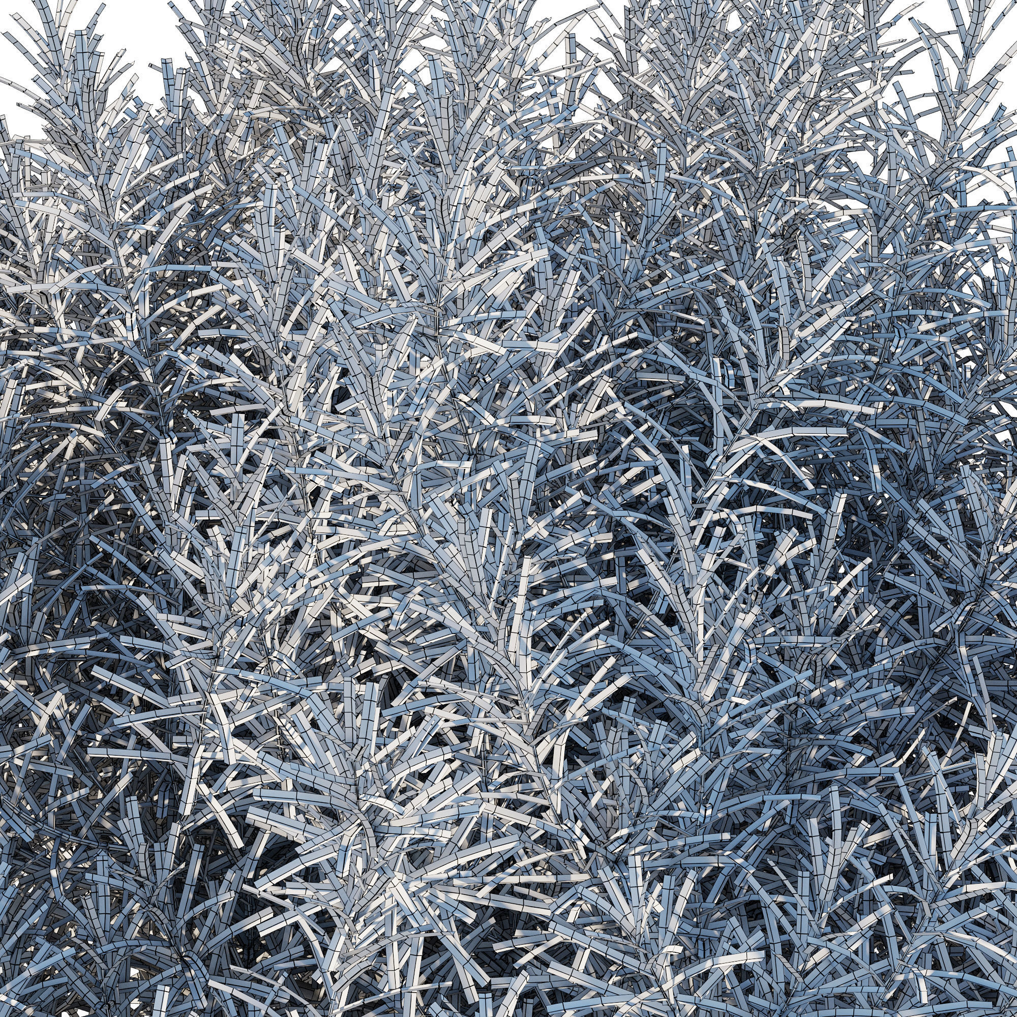 Helichrysum Italicum 02 3D model_5