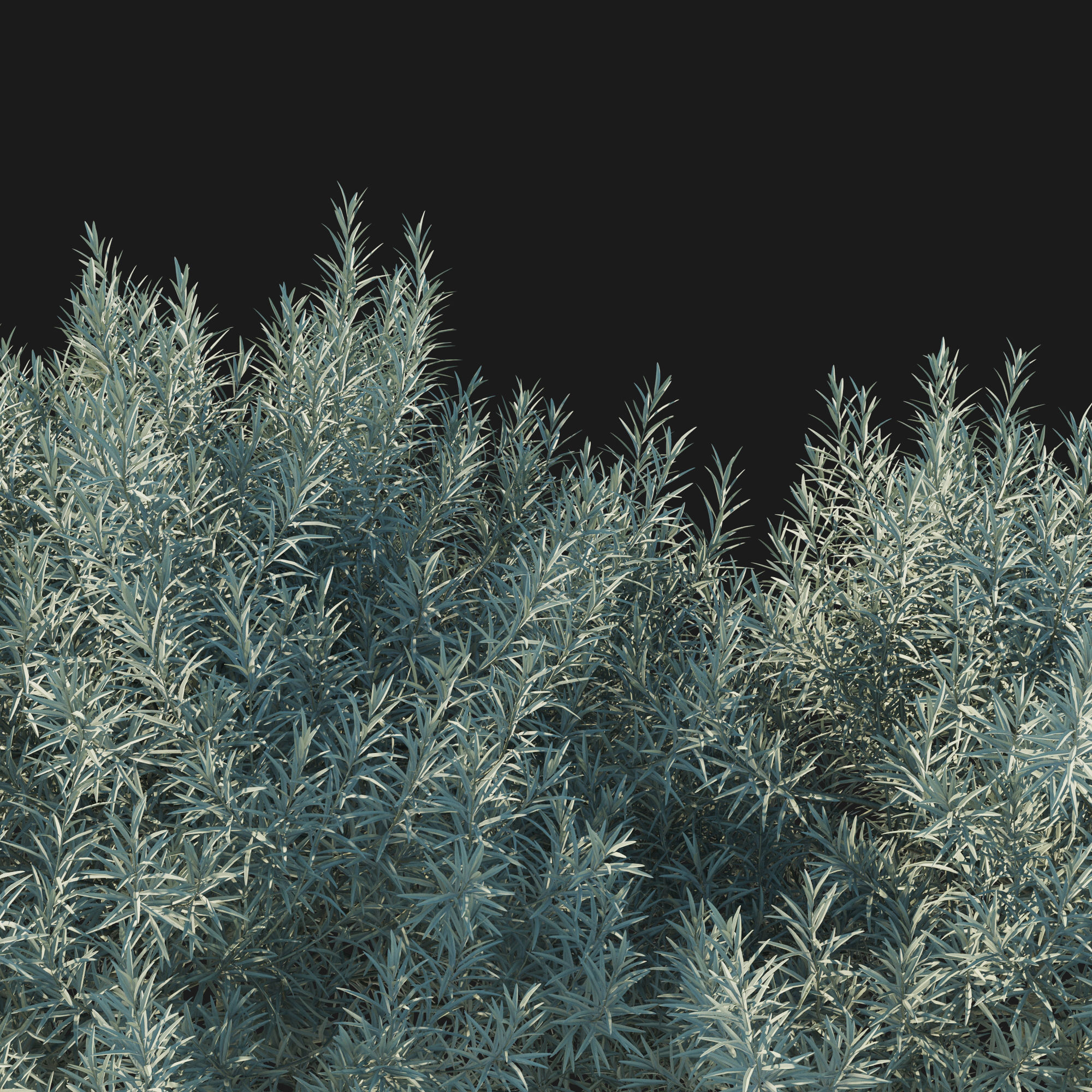 Helichrysum Italicum 02 3D model_4