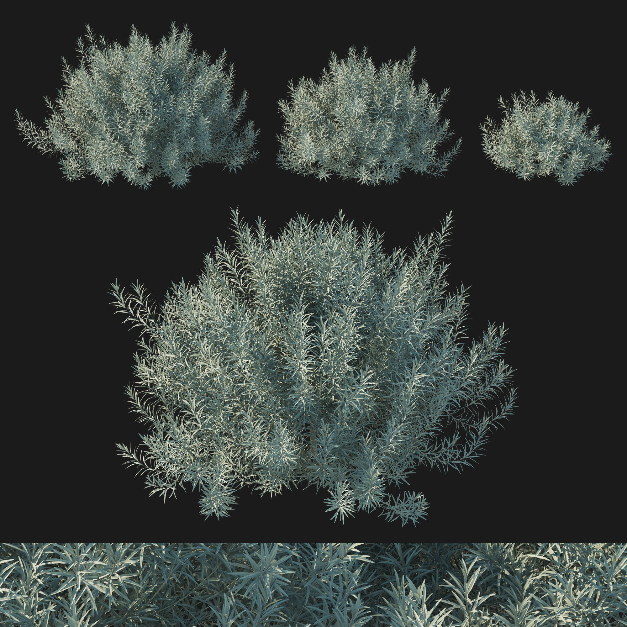 Helichrysum Italicum 02 3D model_1