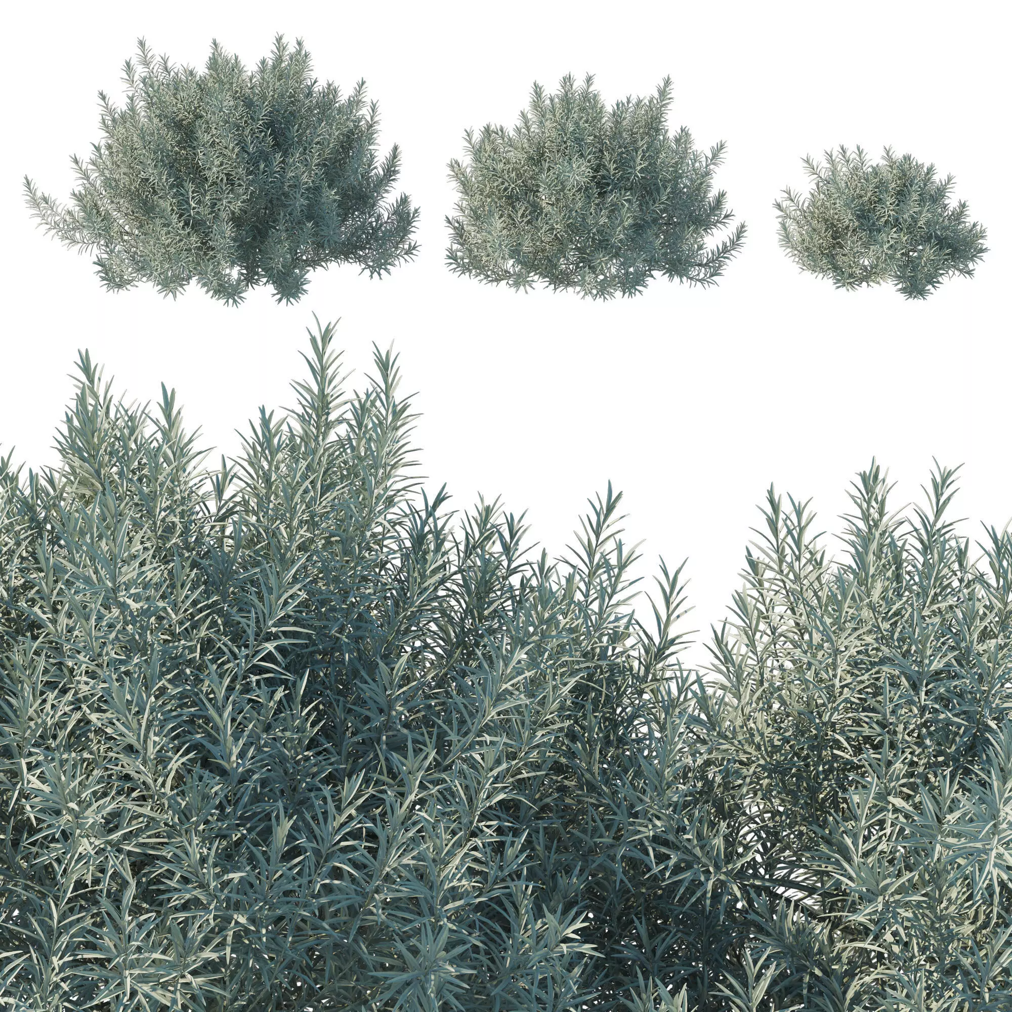 Helichrysum Italicum 02 3D model_0