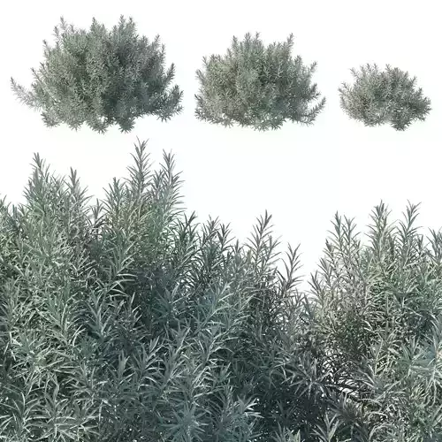 Helichrysum Italicum 02