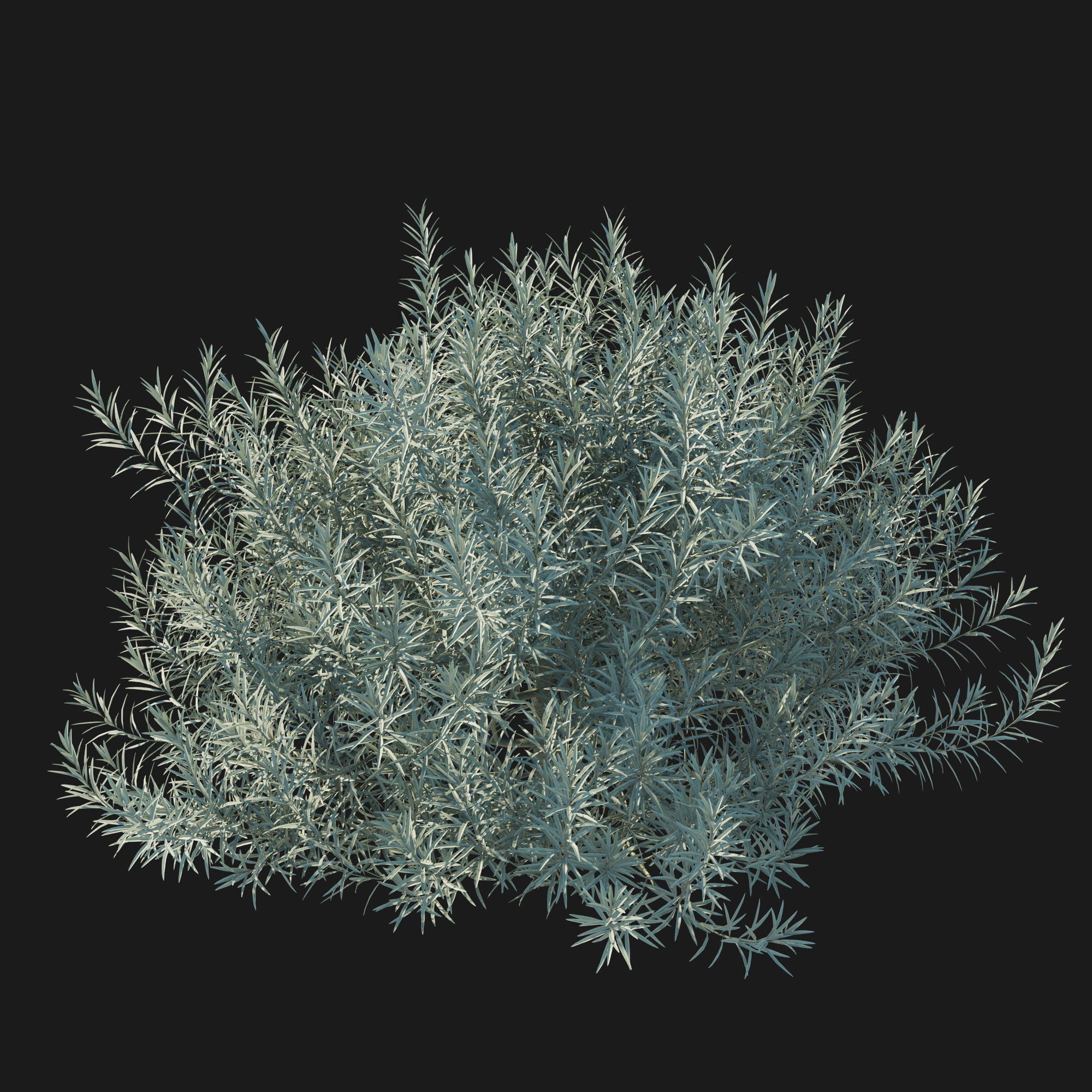 Helichrysum Italicum 02 3D model_3