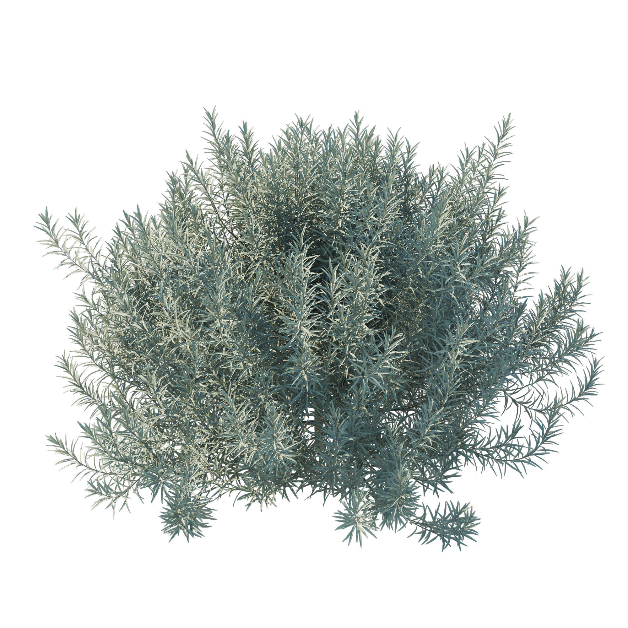 Helichrysum Italicum 02 3D model_6