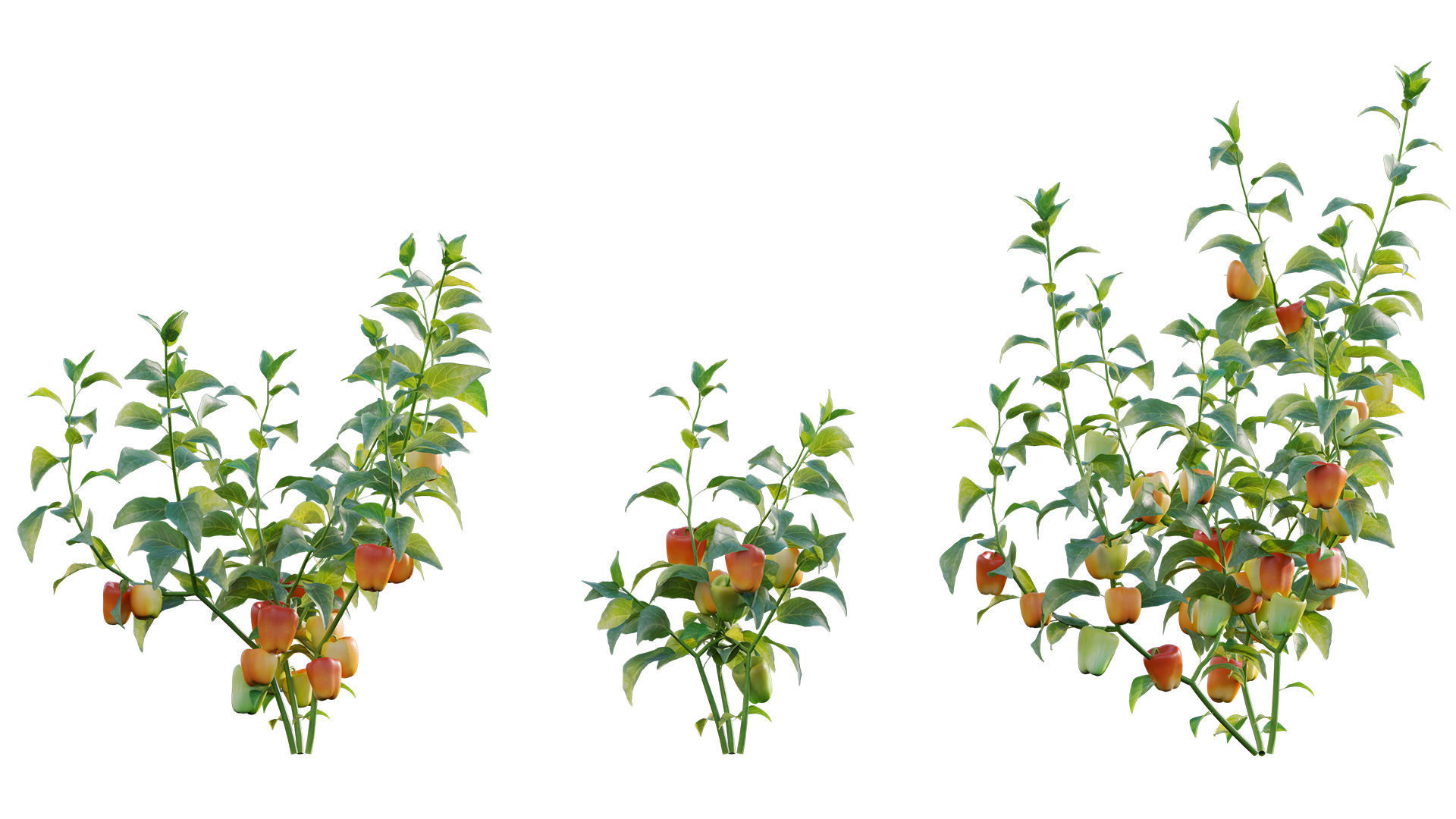 Bundle 37 - Vegetable plant 3D model_9