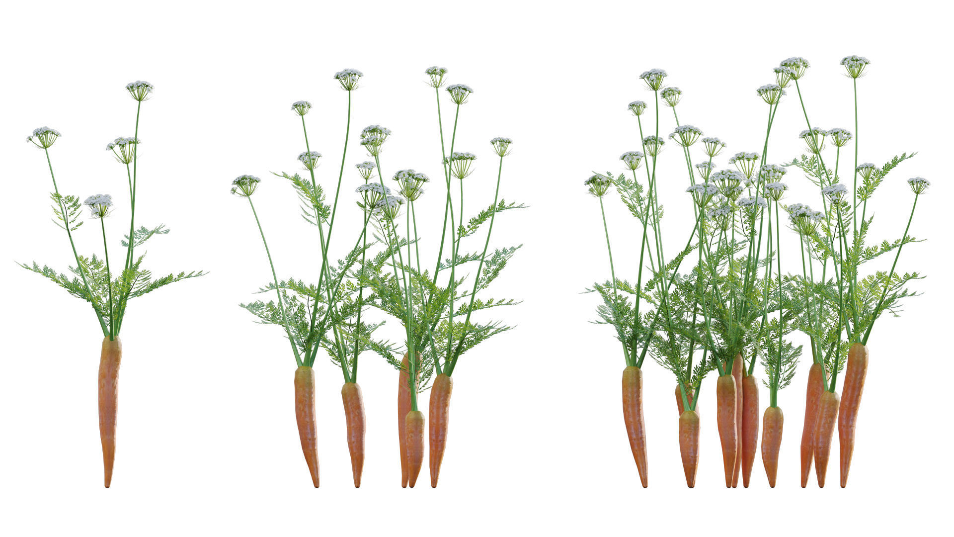 Bundle 37 - Vegetable plant 3D model_14