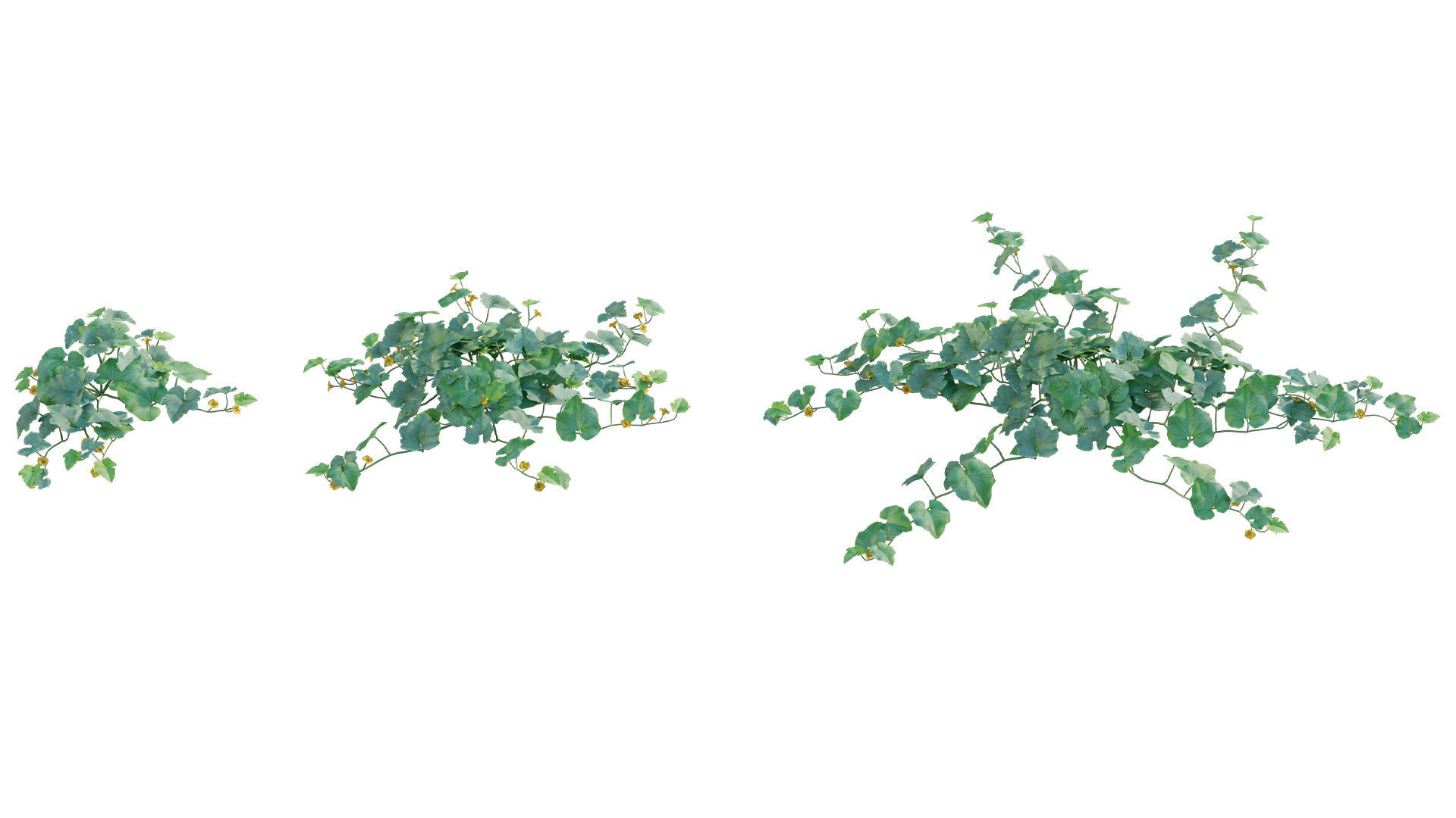 Bundle 37 - Vegetable plant 3D model_10