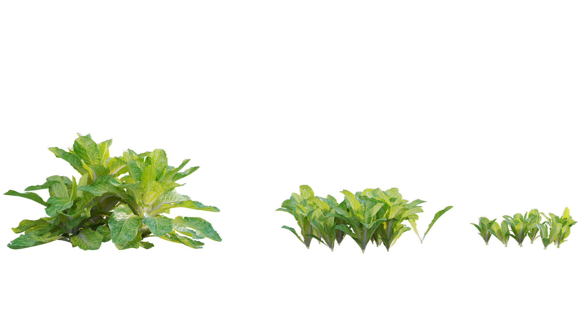 Bundle 37 - Vegetable plant 3D model_19