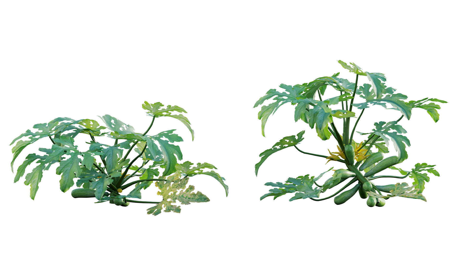 Bundle 37 - Vegetable plant 3D model_13