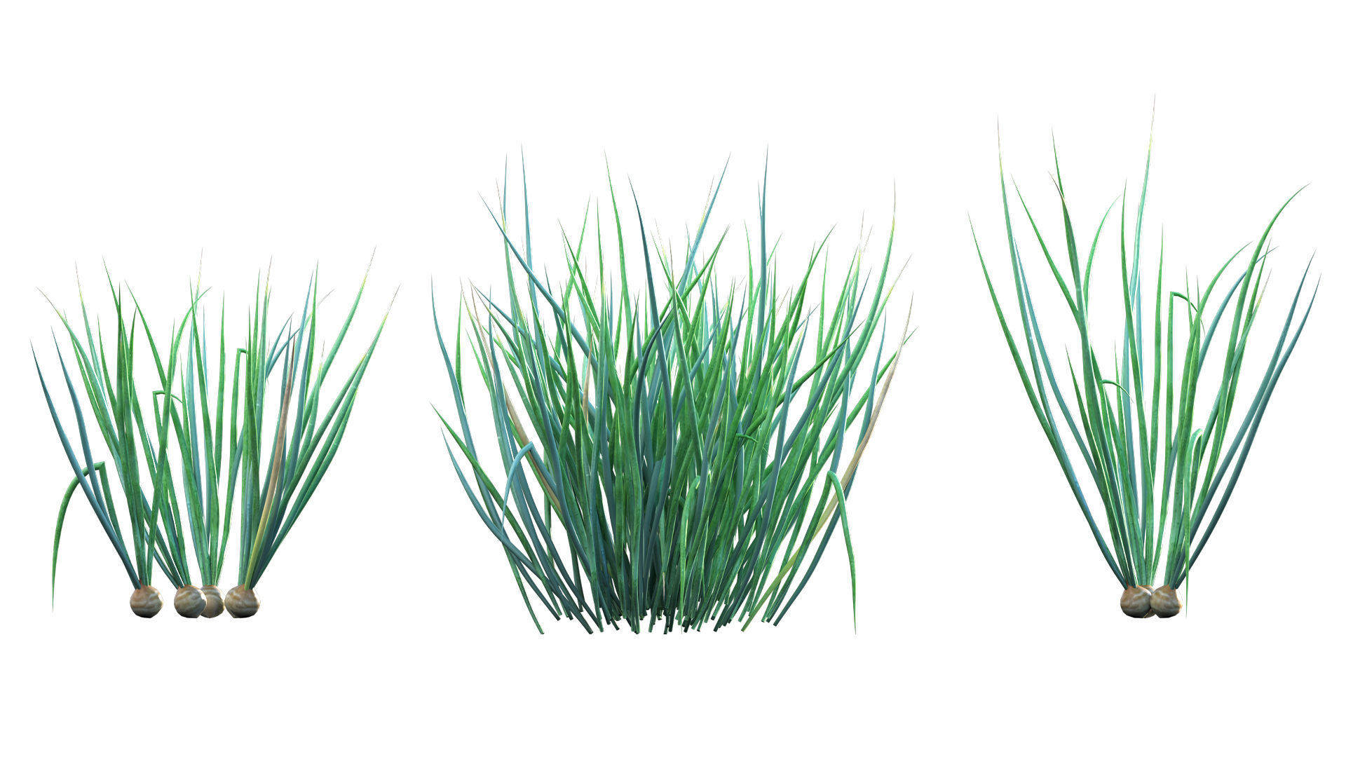 Bundle 37 - Vegetable plant 3D model_4