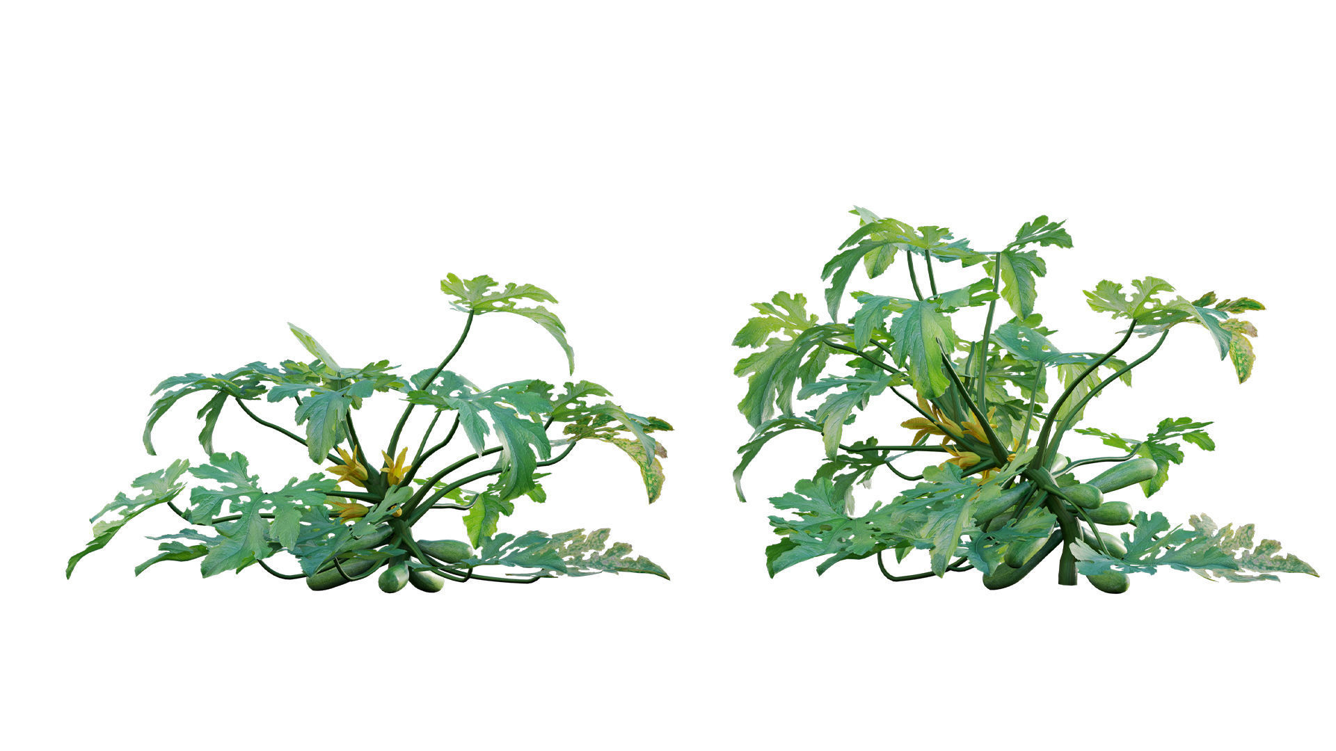 Bundle 37 - Vegetable plant 3D model_12