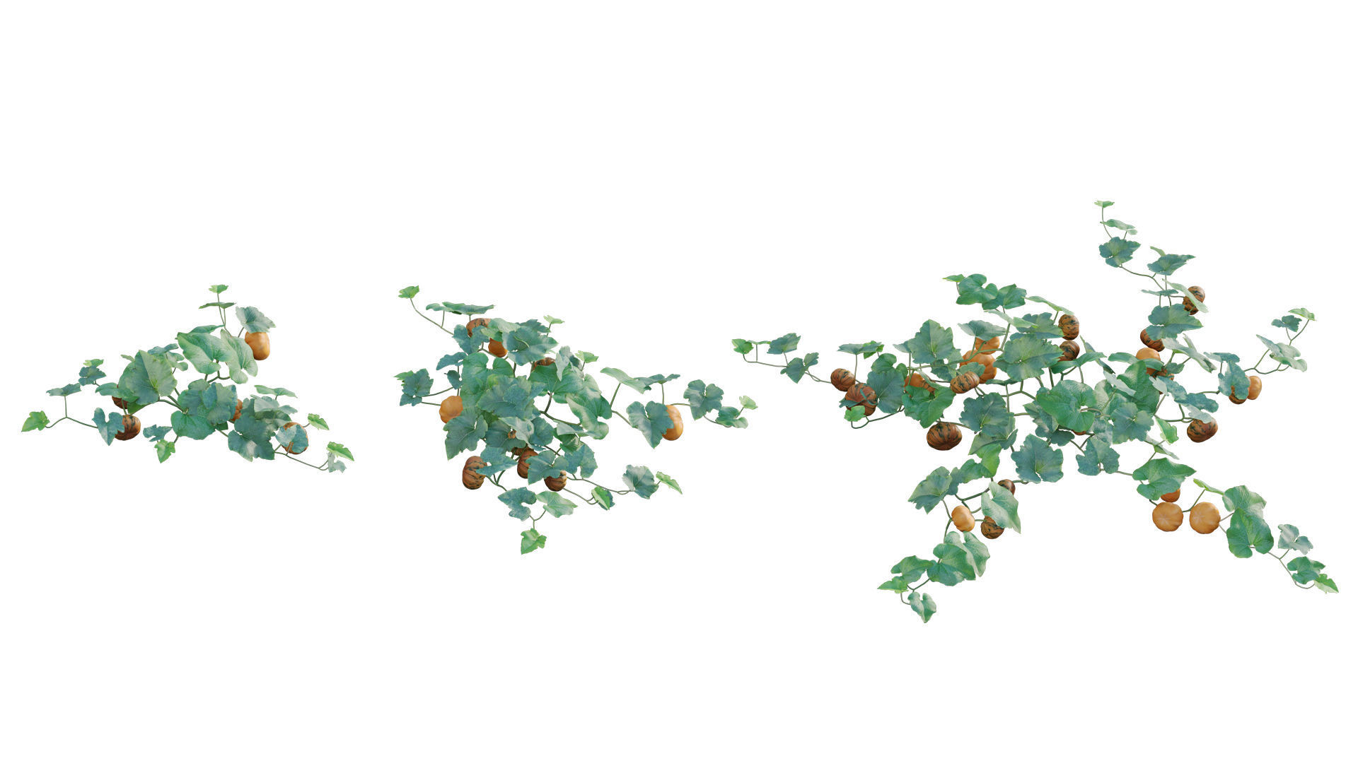 Bundle 37 - Vegetable plant 3D model_11