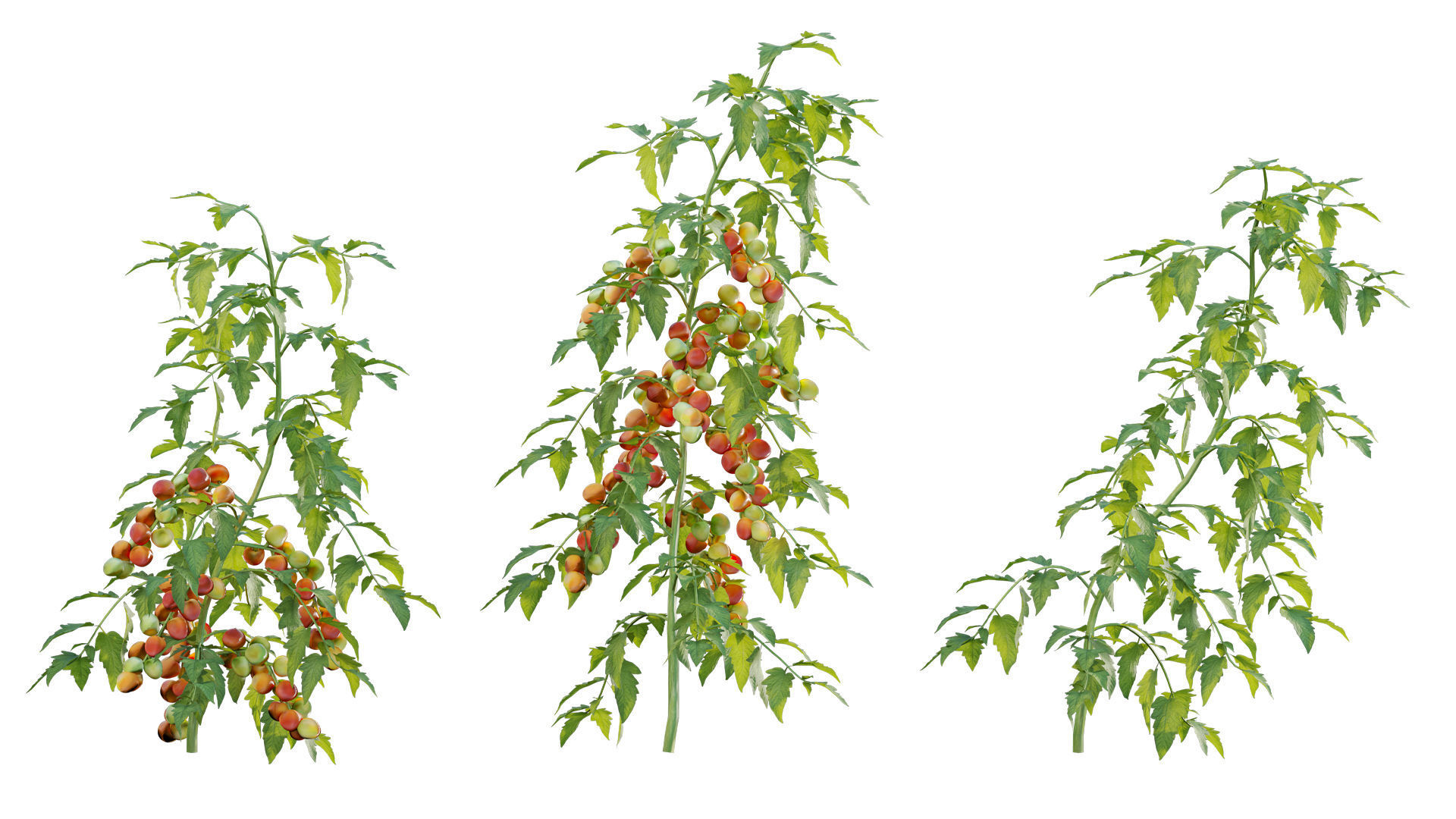 Bundle 37 - Vegetable plant 3D model_21