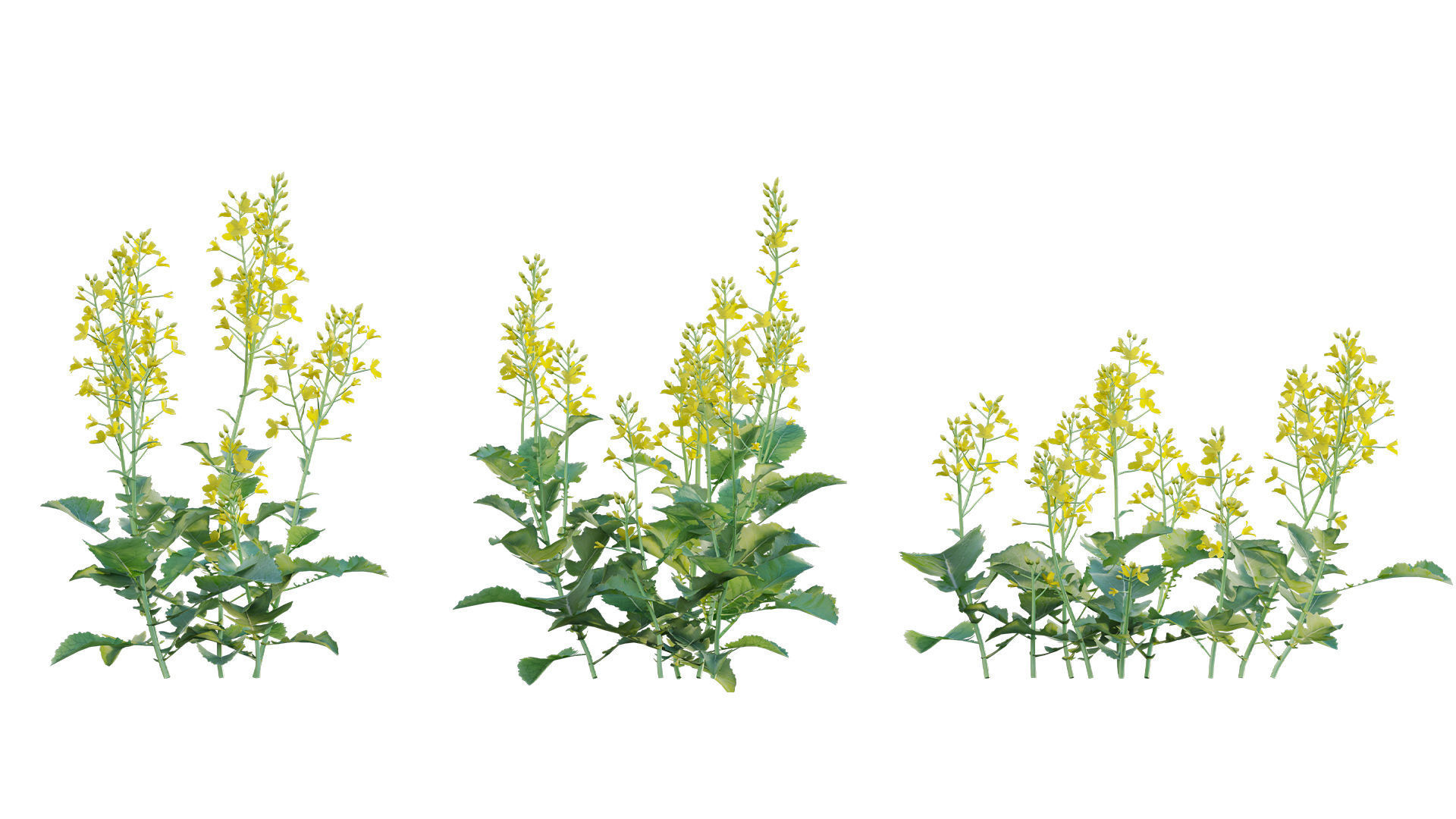 Bundle 37 - Vegetable plant 3D model_7