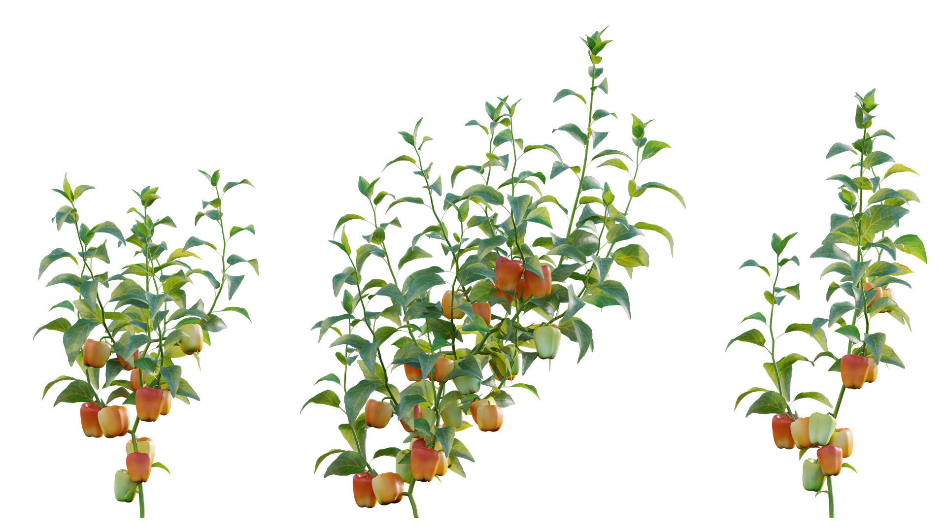 Bundle 37 - Vegetable plant 3D model_8