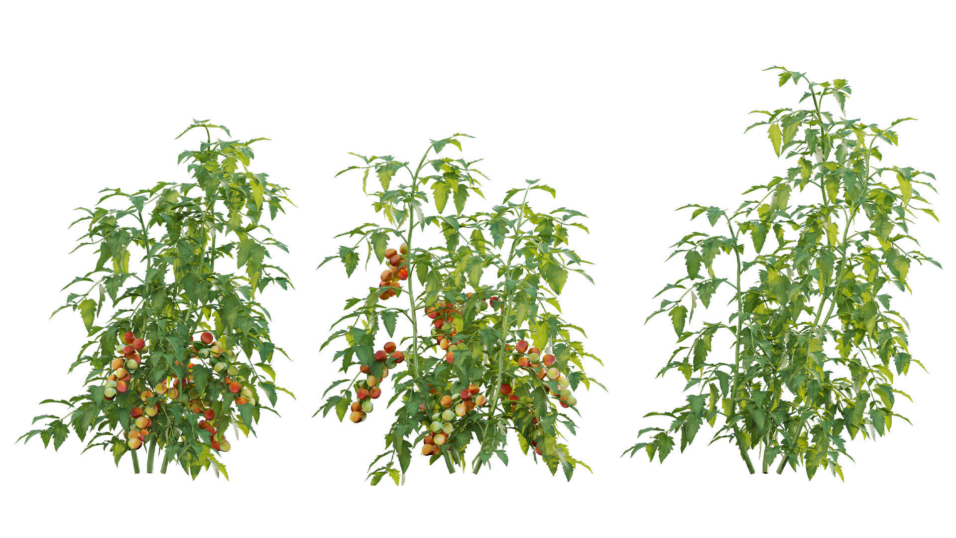 Bundle 37 - Vegetable plant 3D model_20