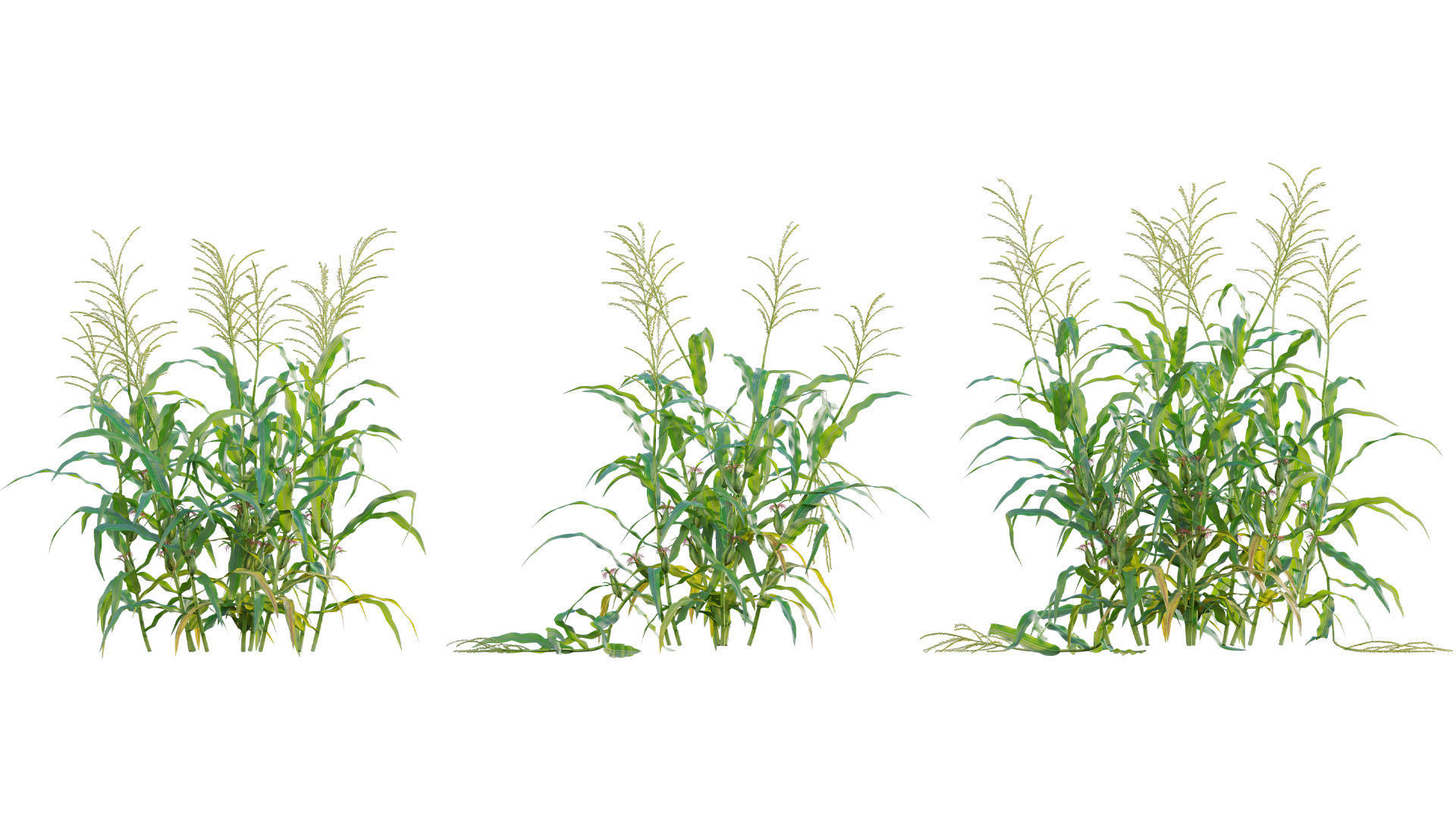 Bundle 37 - Vegetable plant 3D model_23