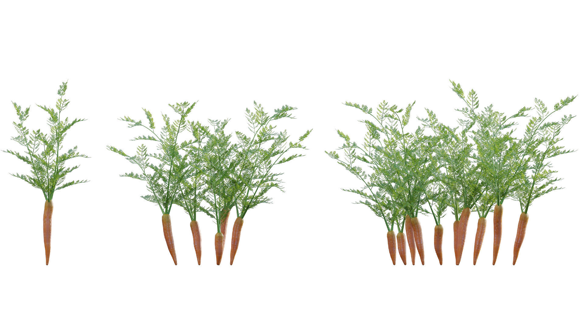 Bundle 37 - Vegetable plant 3D model_15