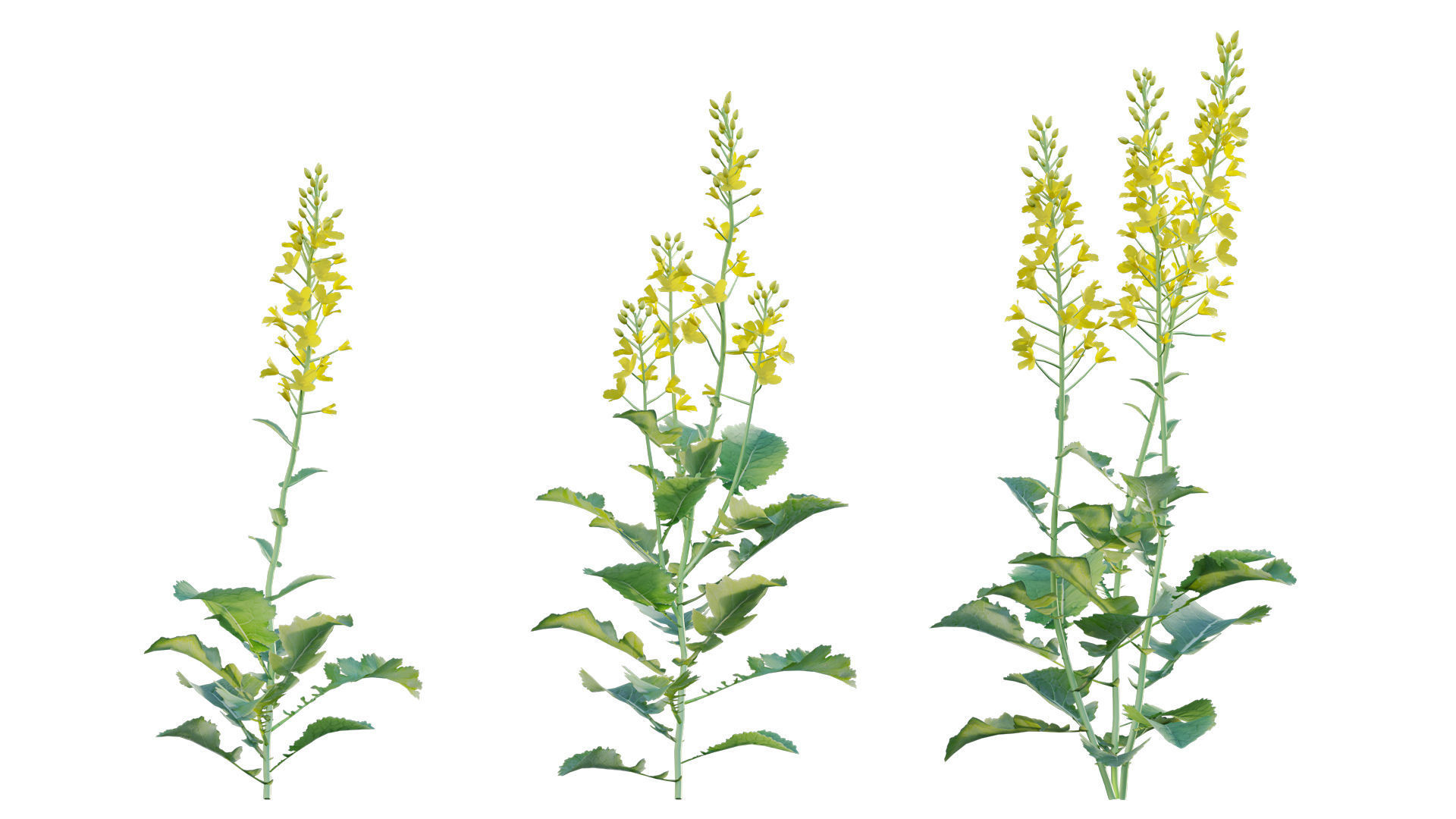 Bundle 37 - Vegetable plant 3D model_6