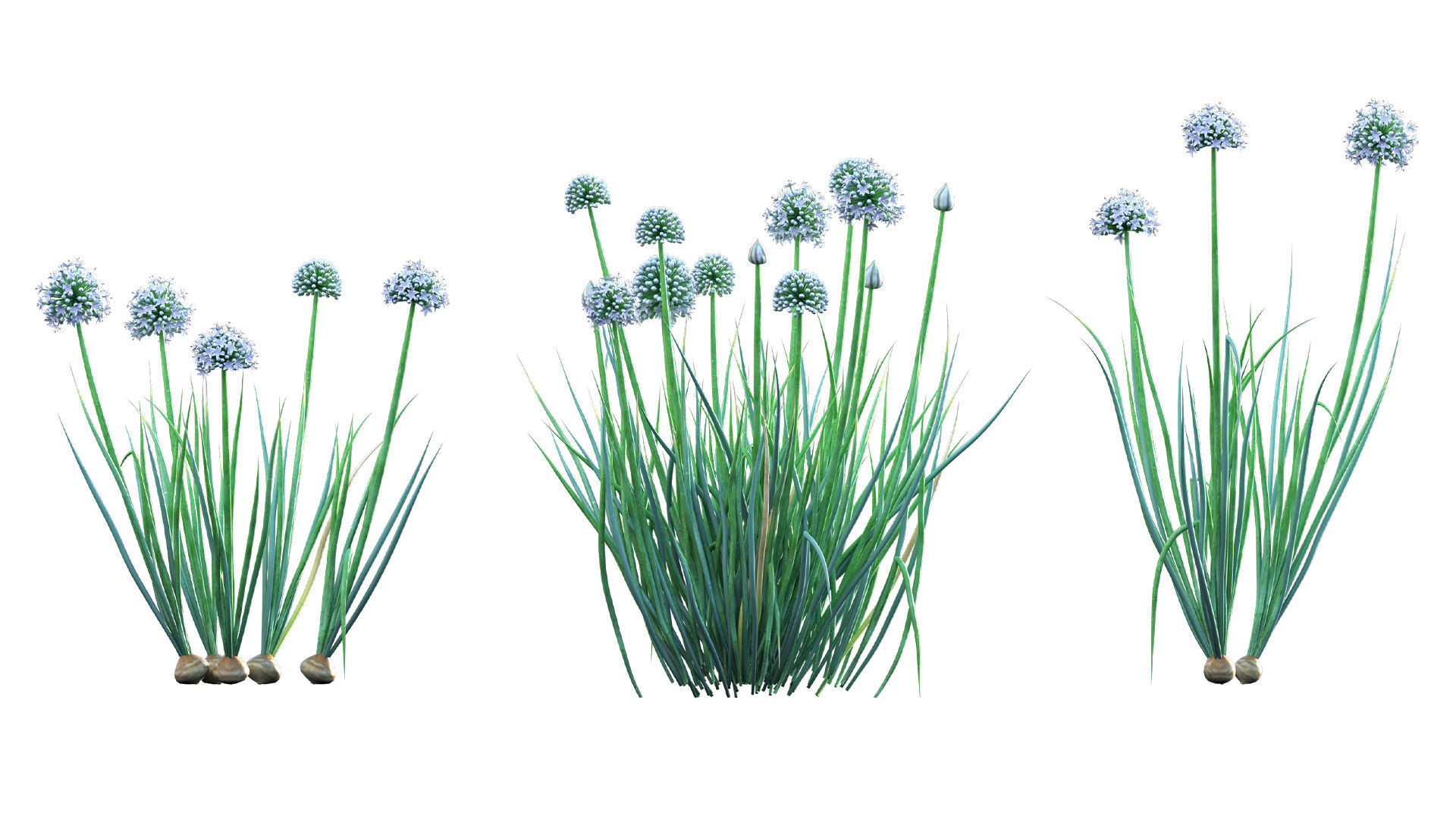 Bundle 37 - Vegetable plant 3D model_5