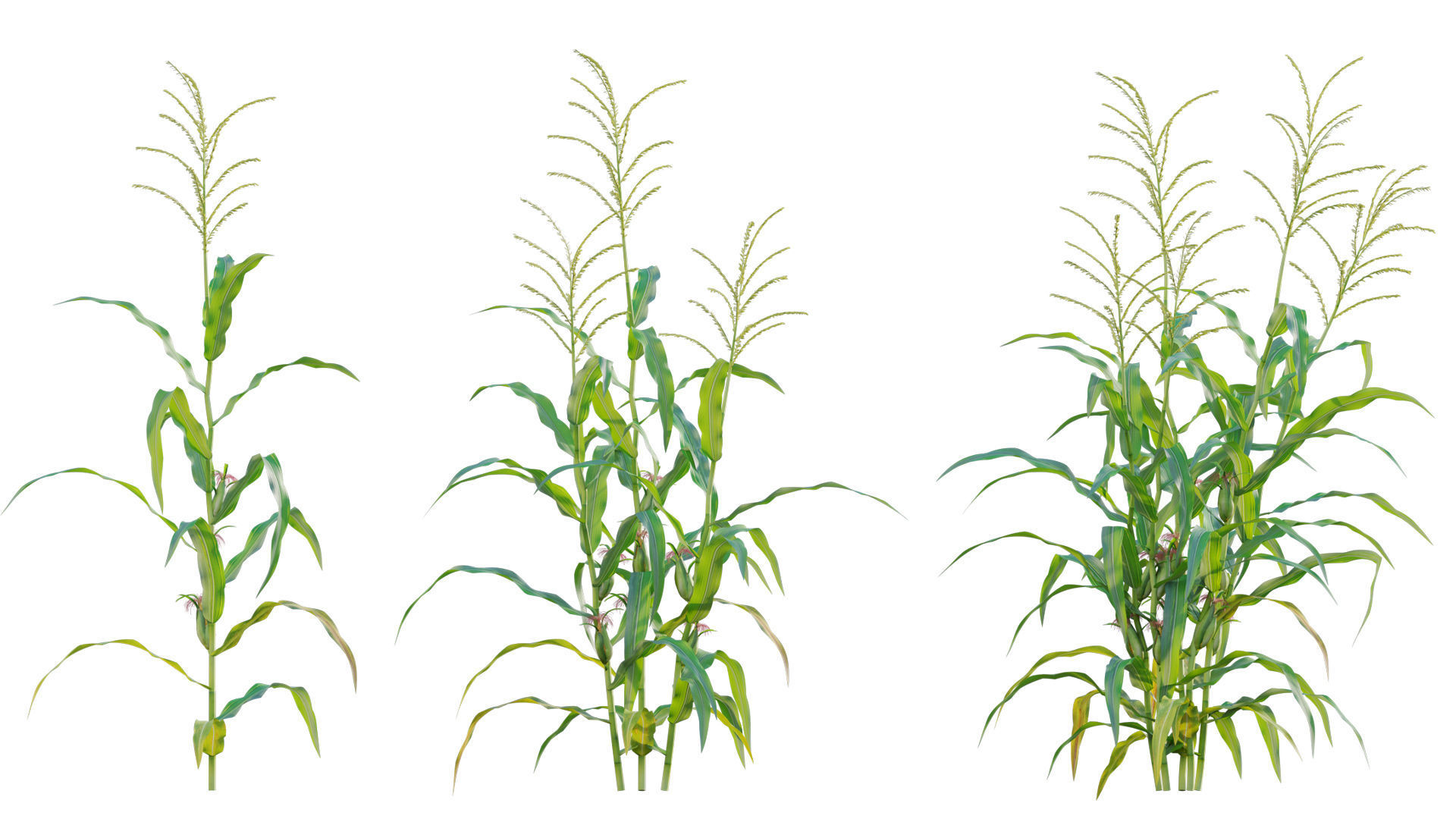 Bundle 37 - Vegetable plant 3D model_22