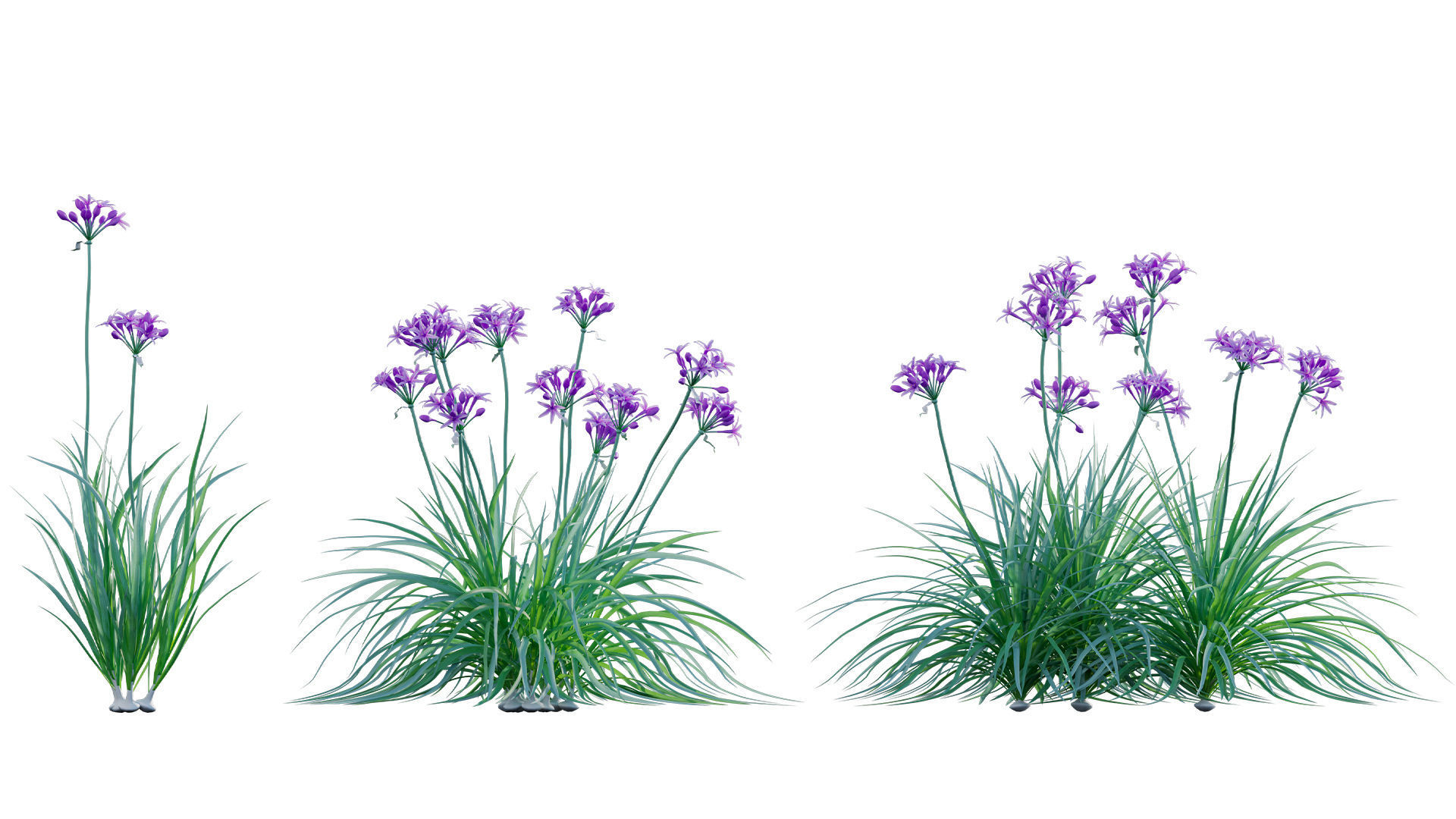 Bundle 37 - Vegetable plant 3D model_17